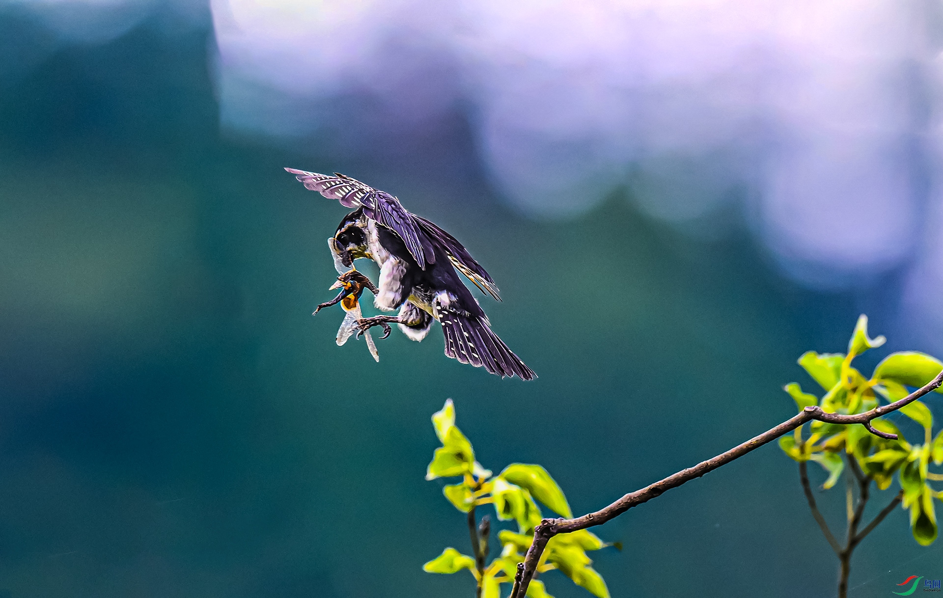 ����С��