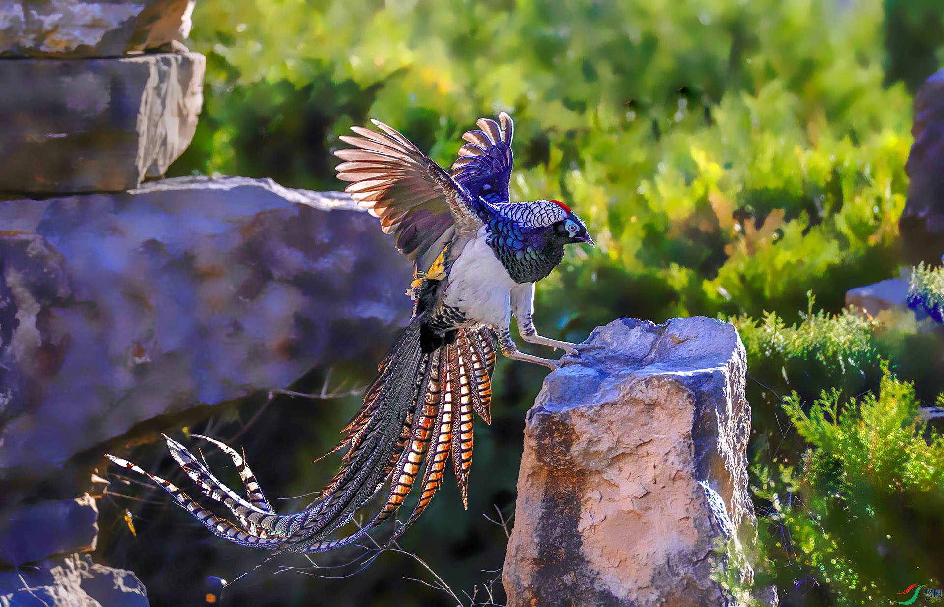 _07A4022 ����-Sha----1 .jpg