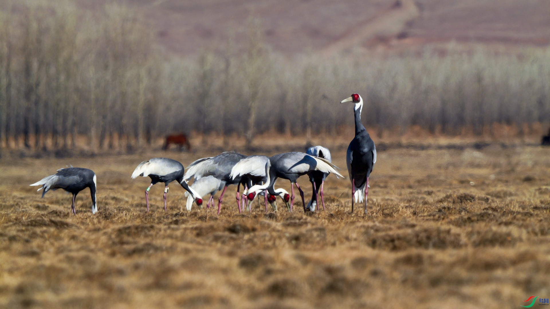 P1001757 ����.jpg