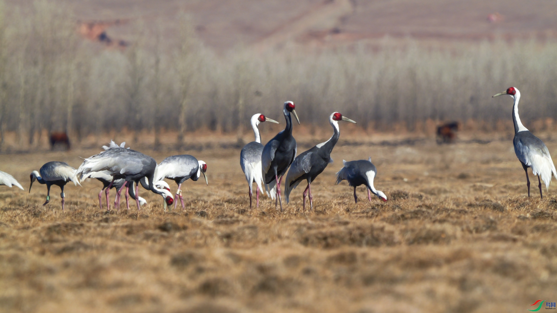 P1001749 ����.jpg