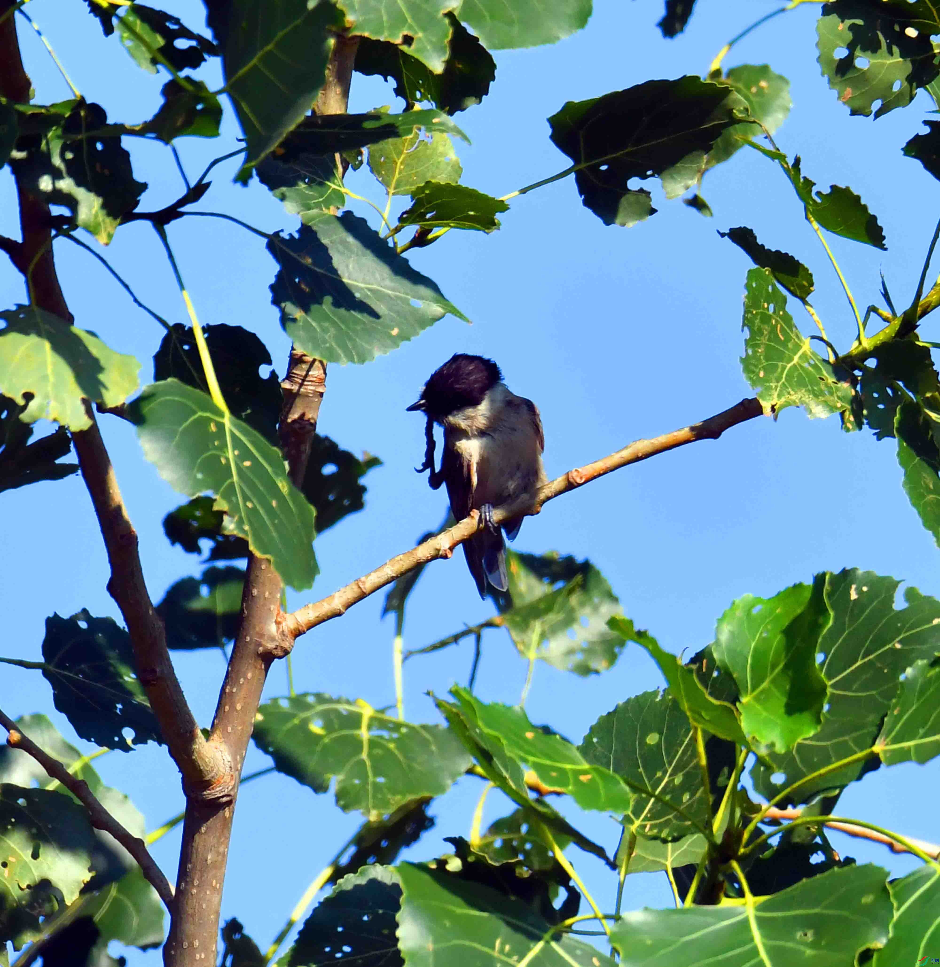 DSC_5063.JPG