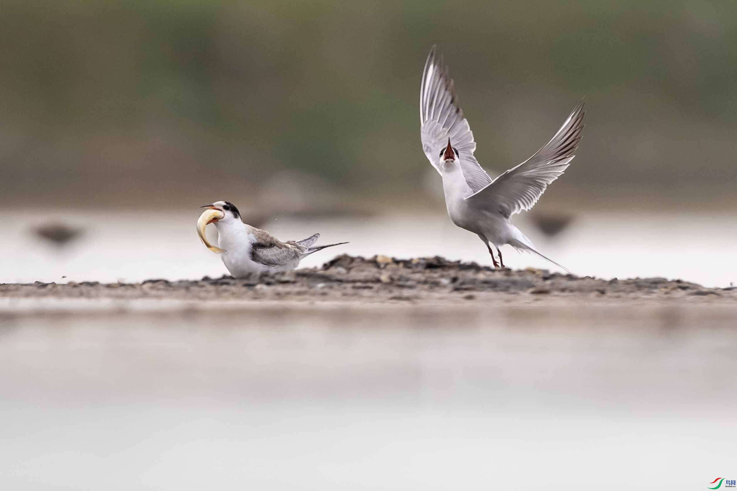 DSC_0807 ����.jpg