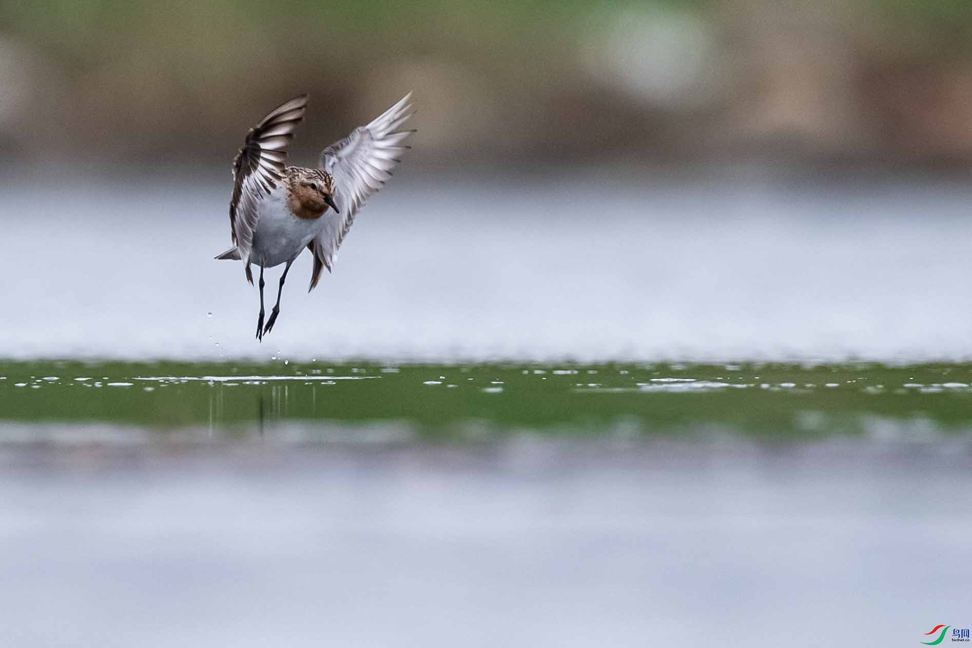 DSC_1927 ����.jpg