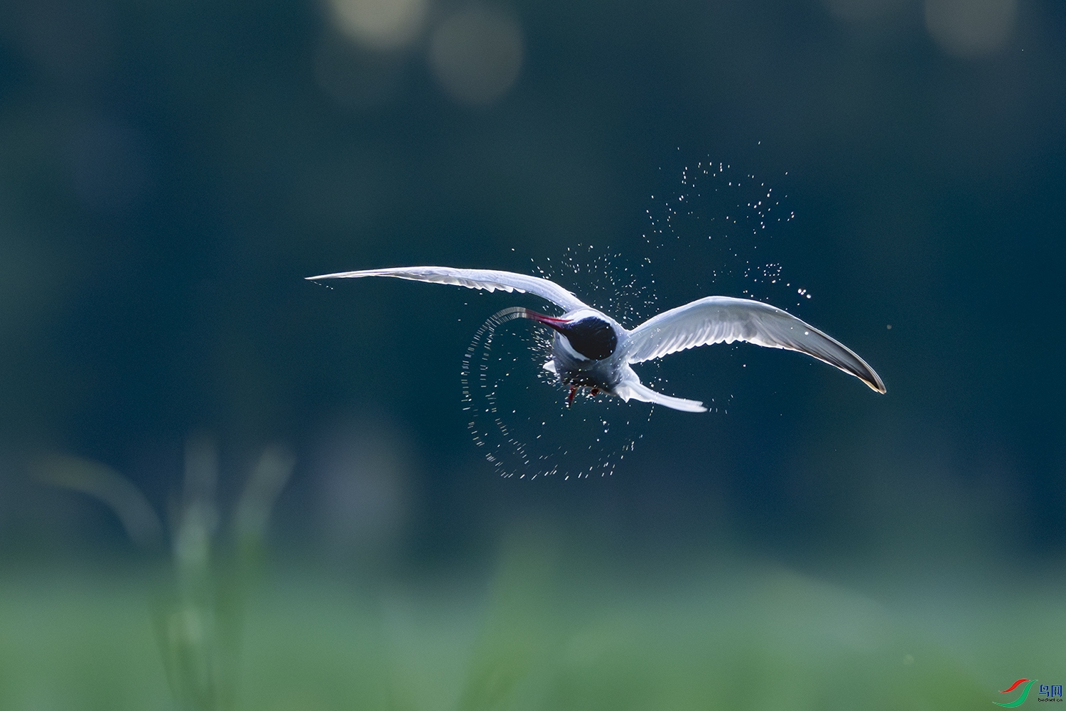 _DSC4434 ���� 1500.jpg