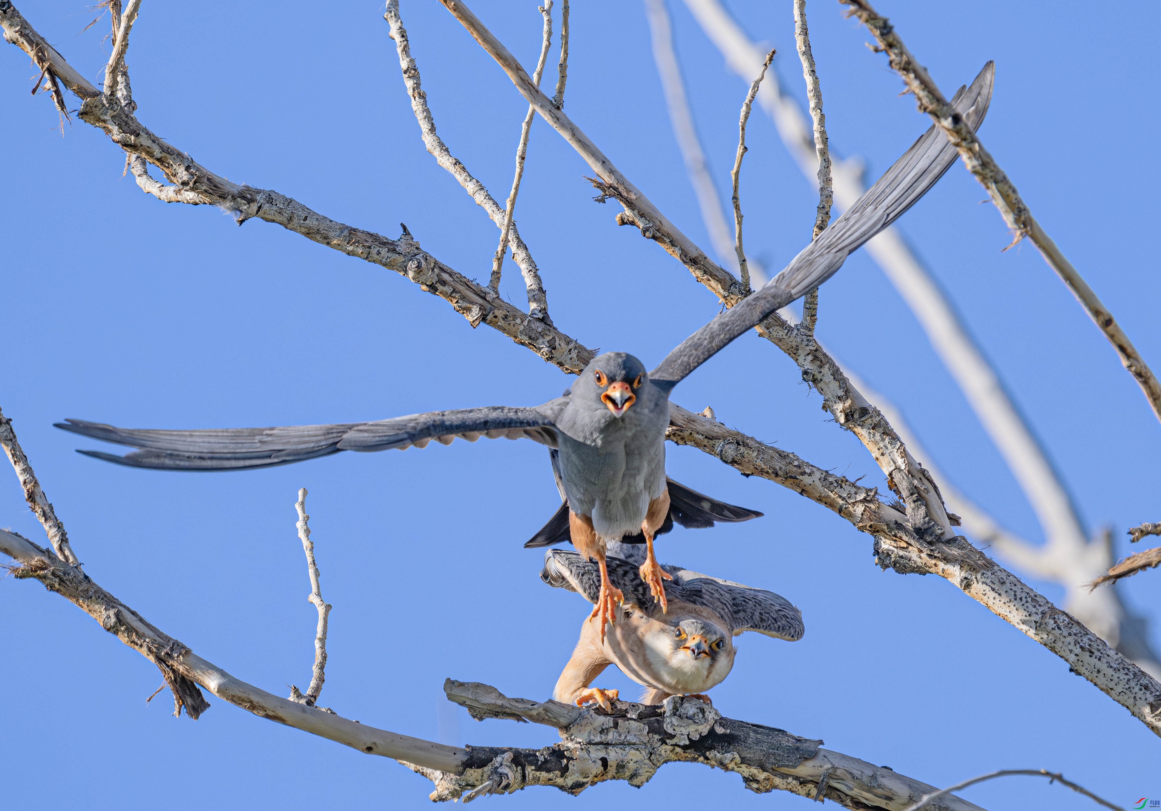 DSC_4214-����ǿ-NR ����.jpg