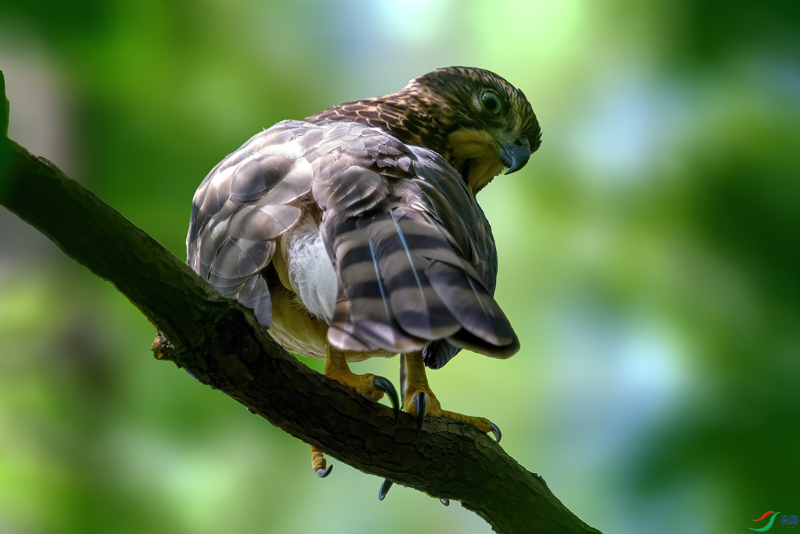 ��ͷӥ��ͷ���