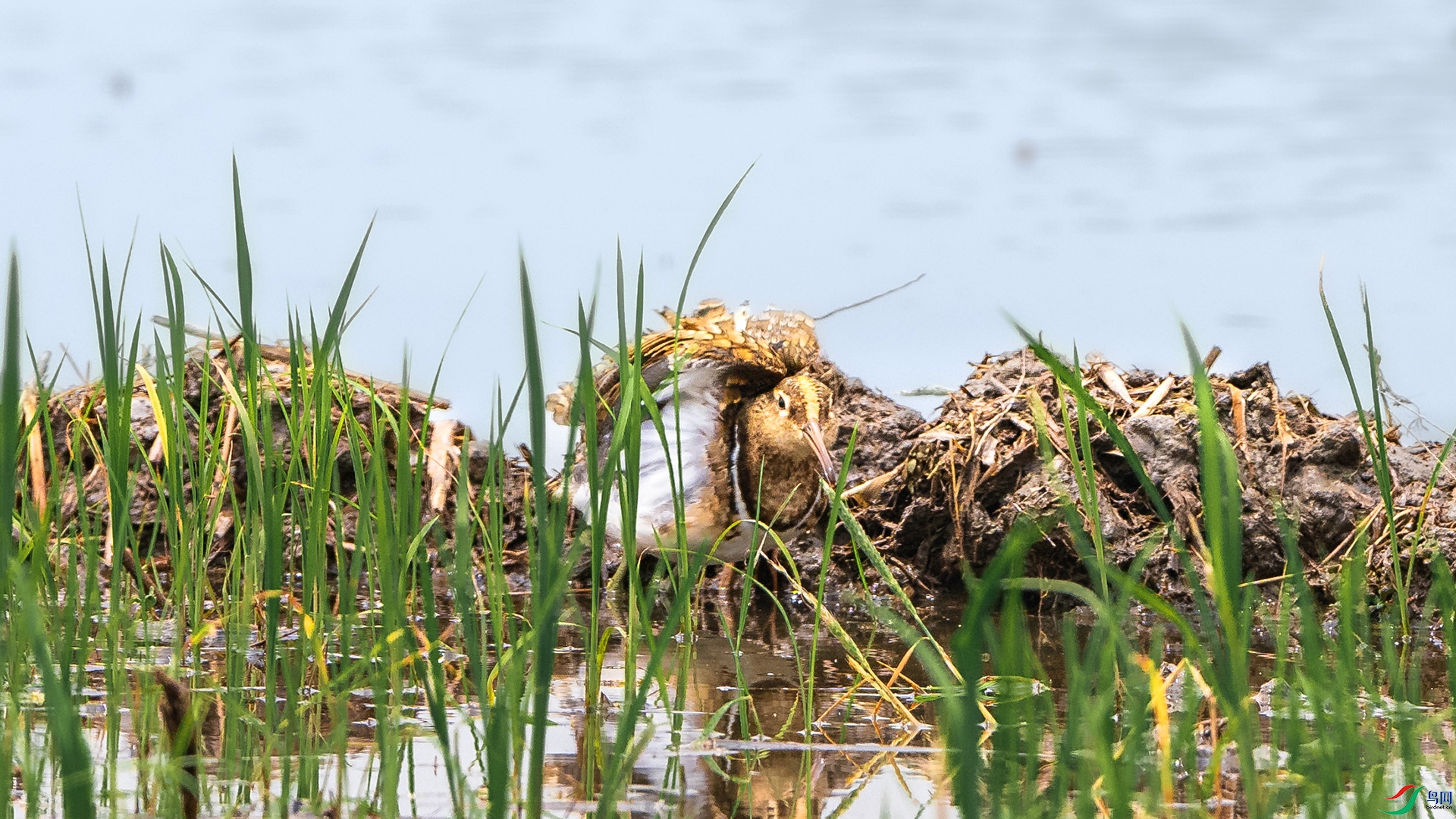 DSC_8130 ����.jpg