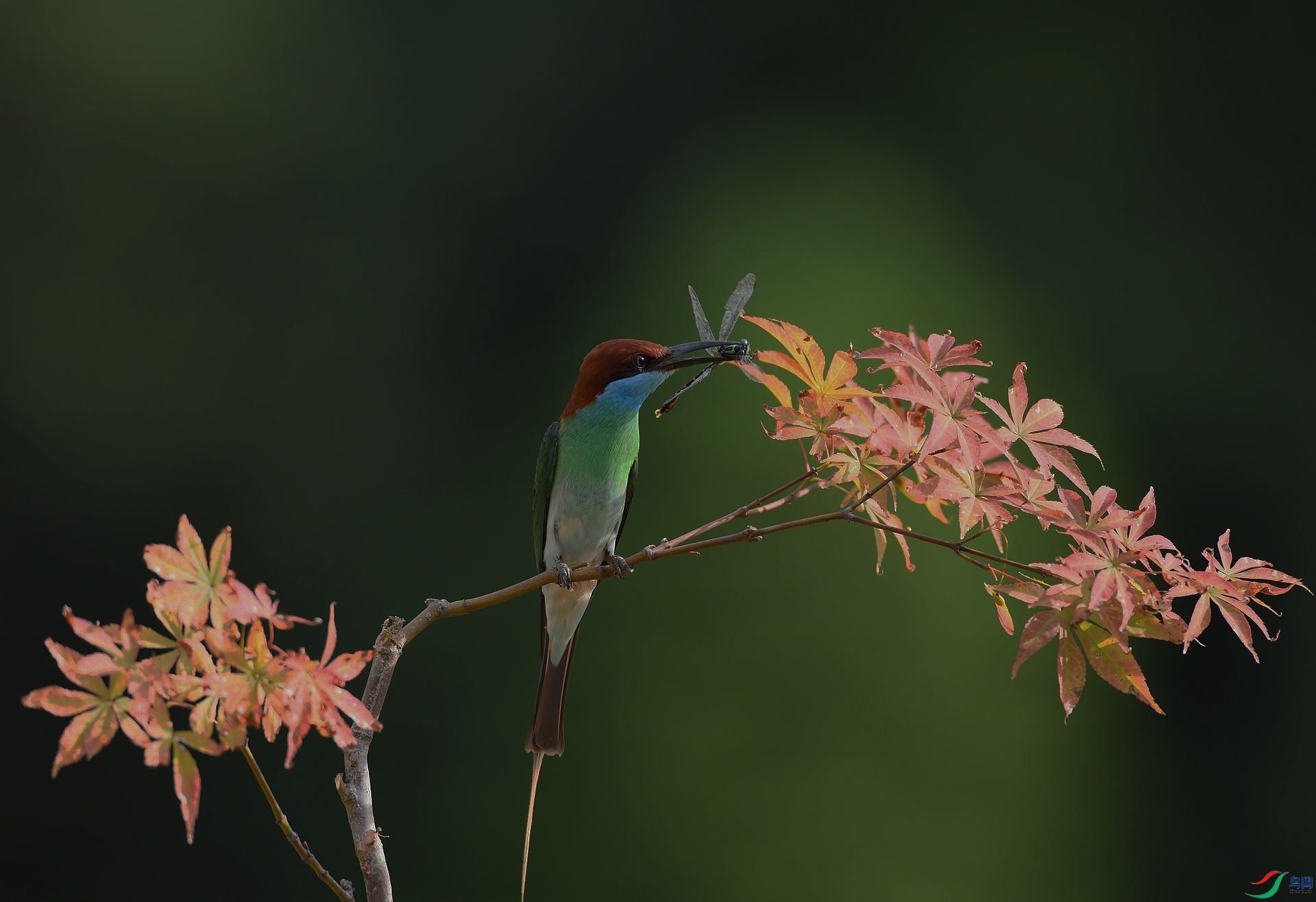 DSC_0323.jpg