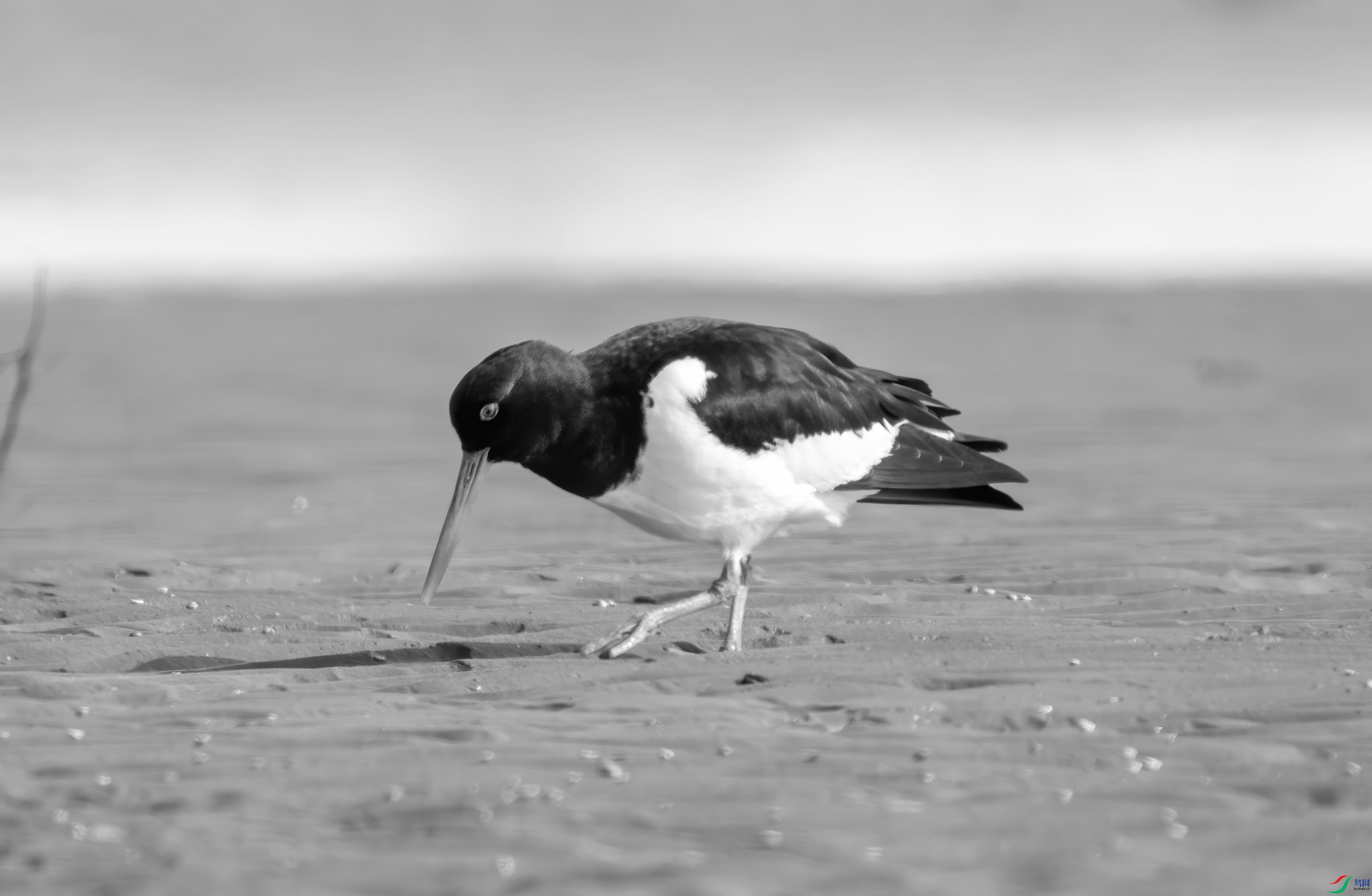 DSC00160 ����.jpg