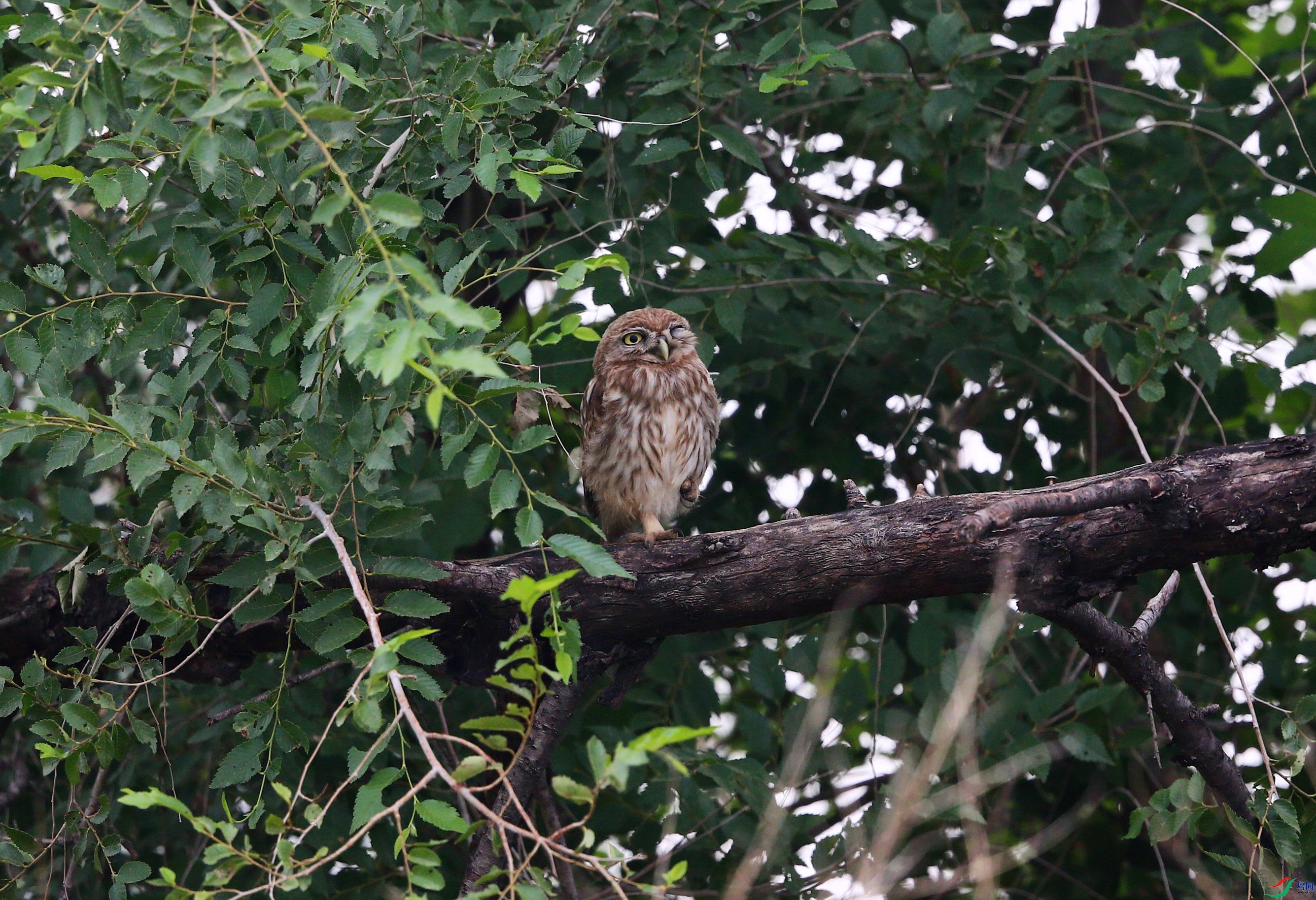 ���Ƹ�С�^ (4).JPG