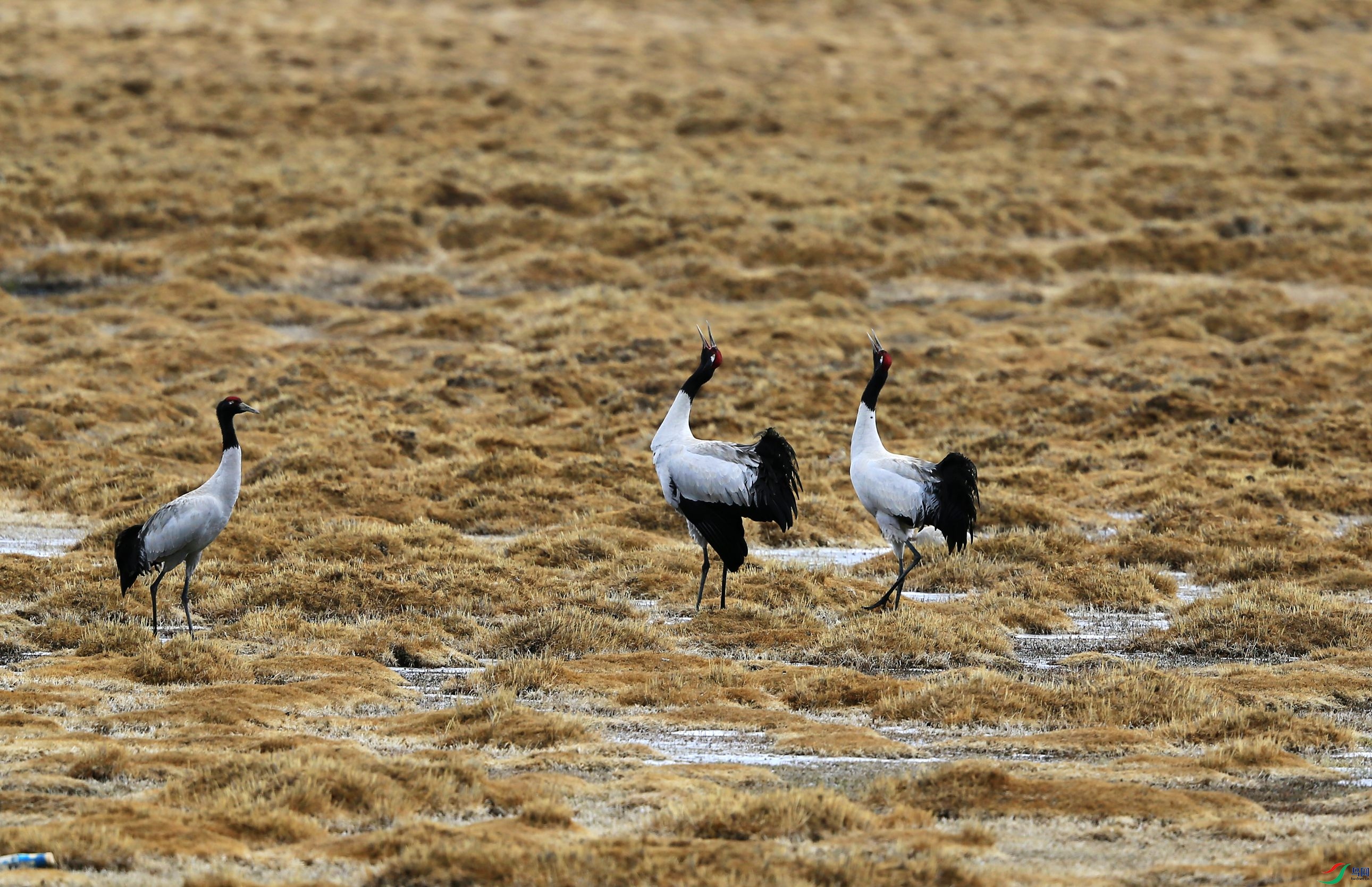 �ھ��� (51).JPG