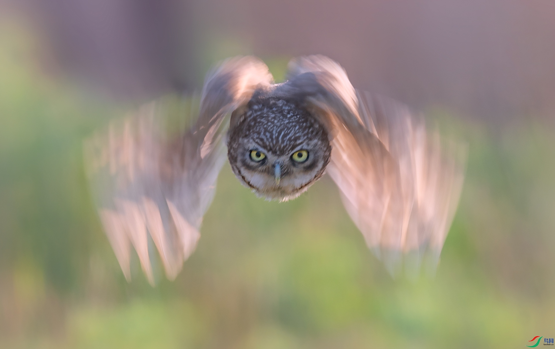 ���Ƹ�С�^