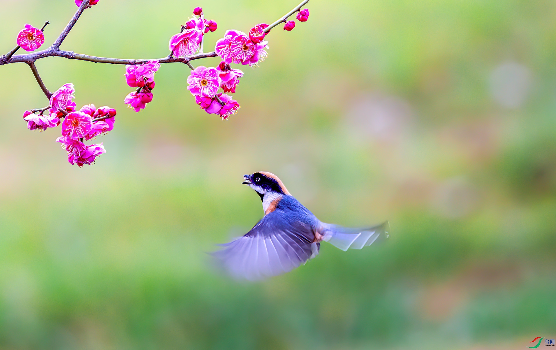 060A0088 ����-Sha----1 .jpg