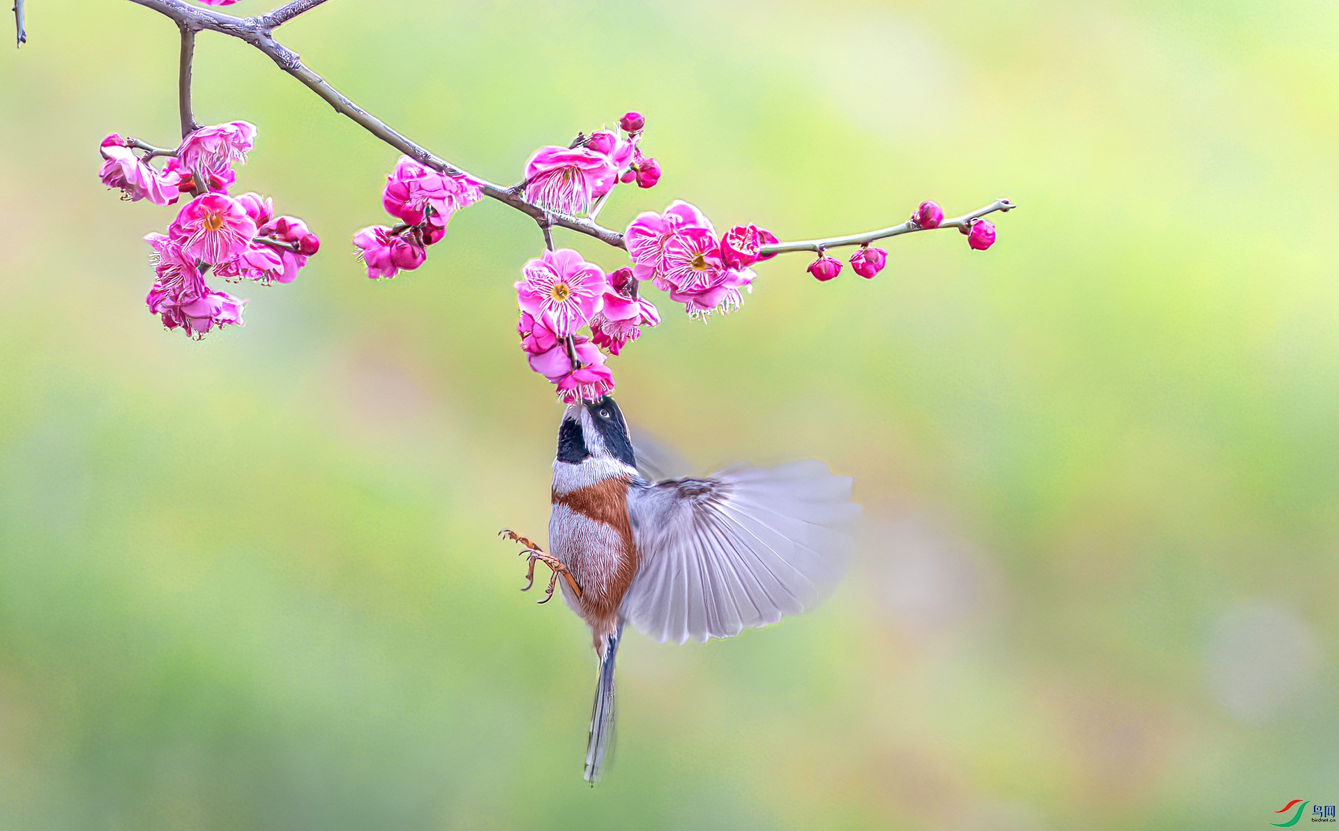 060A0160 ����-Sha----1 .jpg