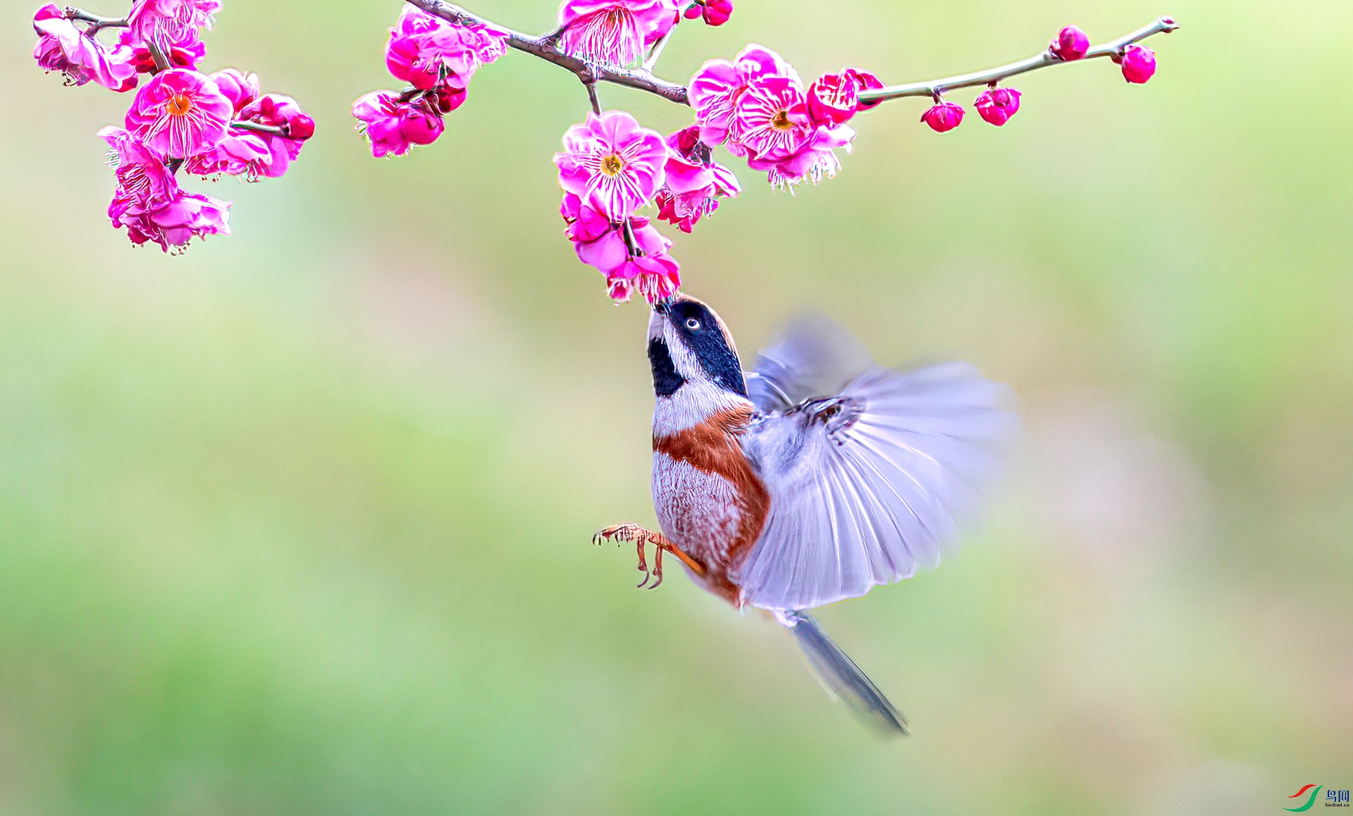 060A0250-Sha---1 .jpg