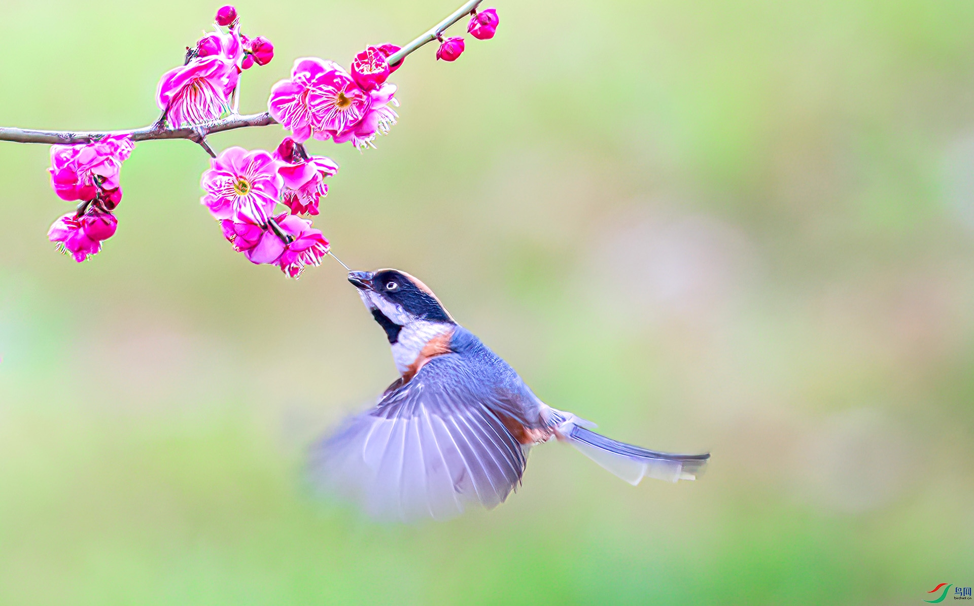 060A0304 ����-Sh---1 .jpg