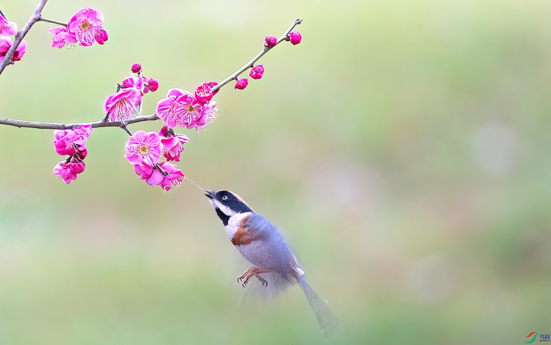 060A0305 ����-Shar---1 .jpg