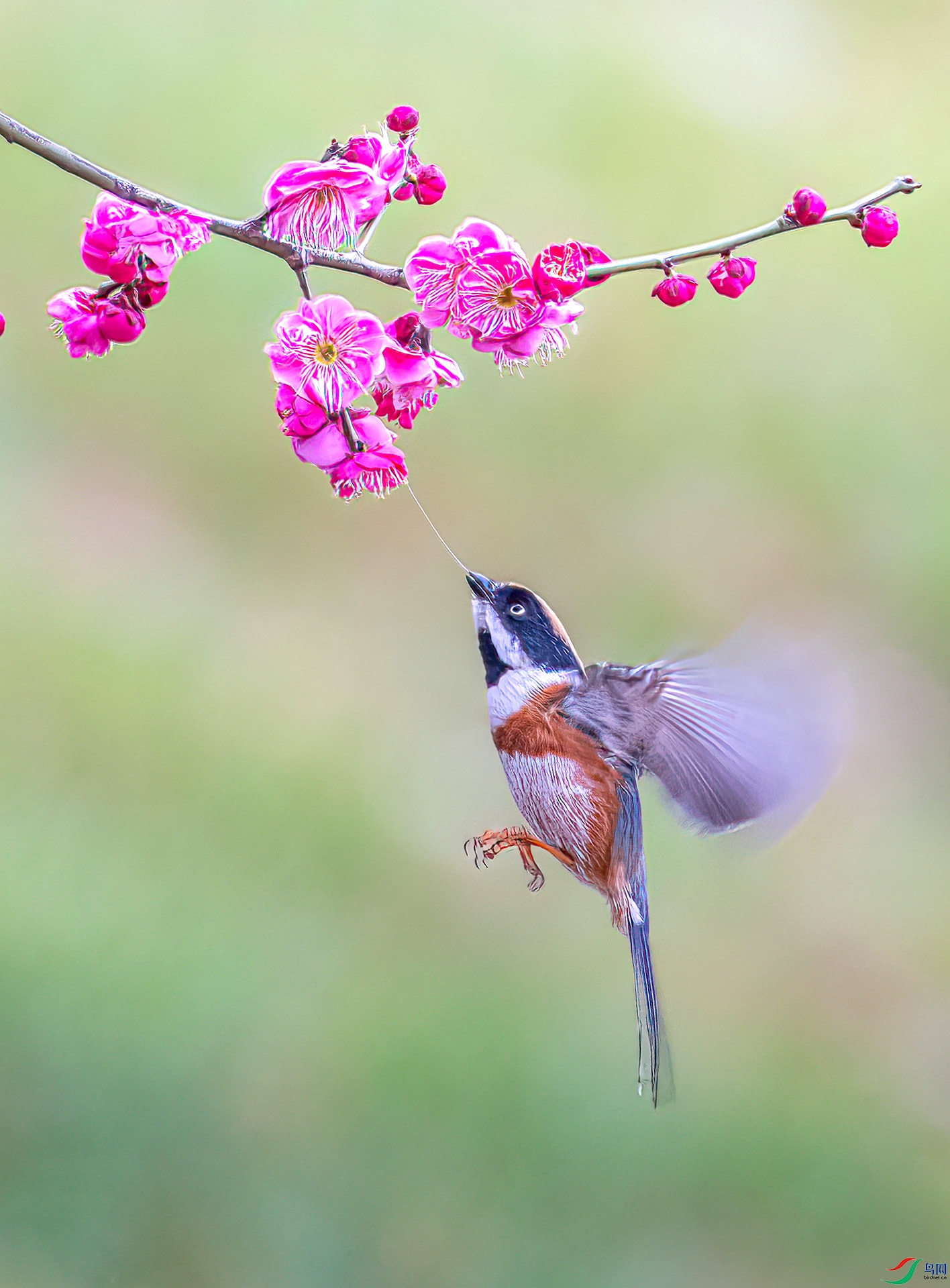 060A0306 ����-Sh---1 .jpg