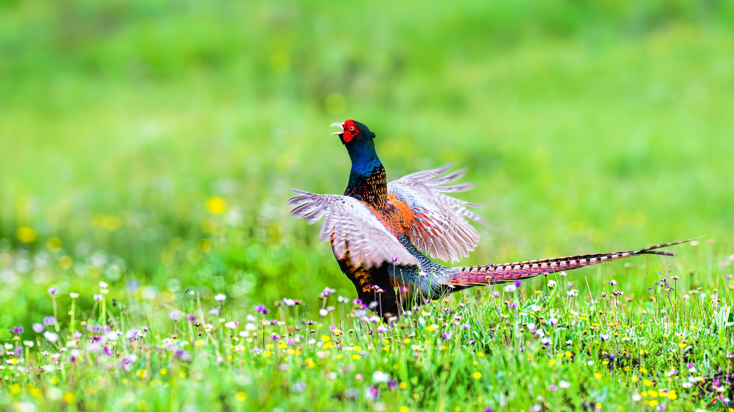 DSC_7954-����ǿ-NR.jpg