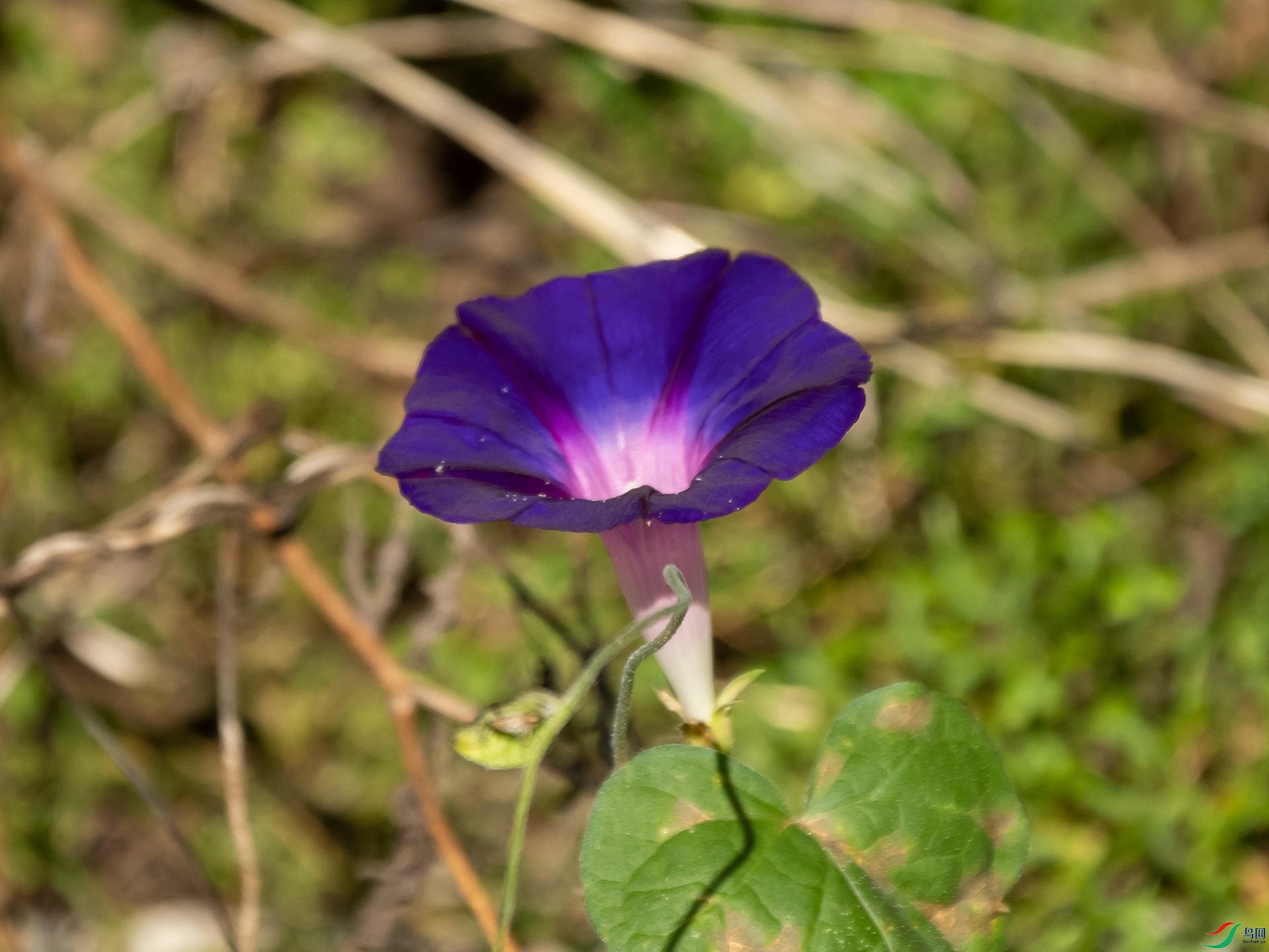 P7130003.jpg