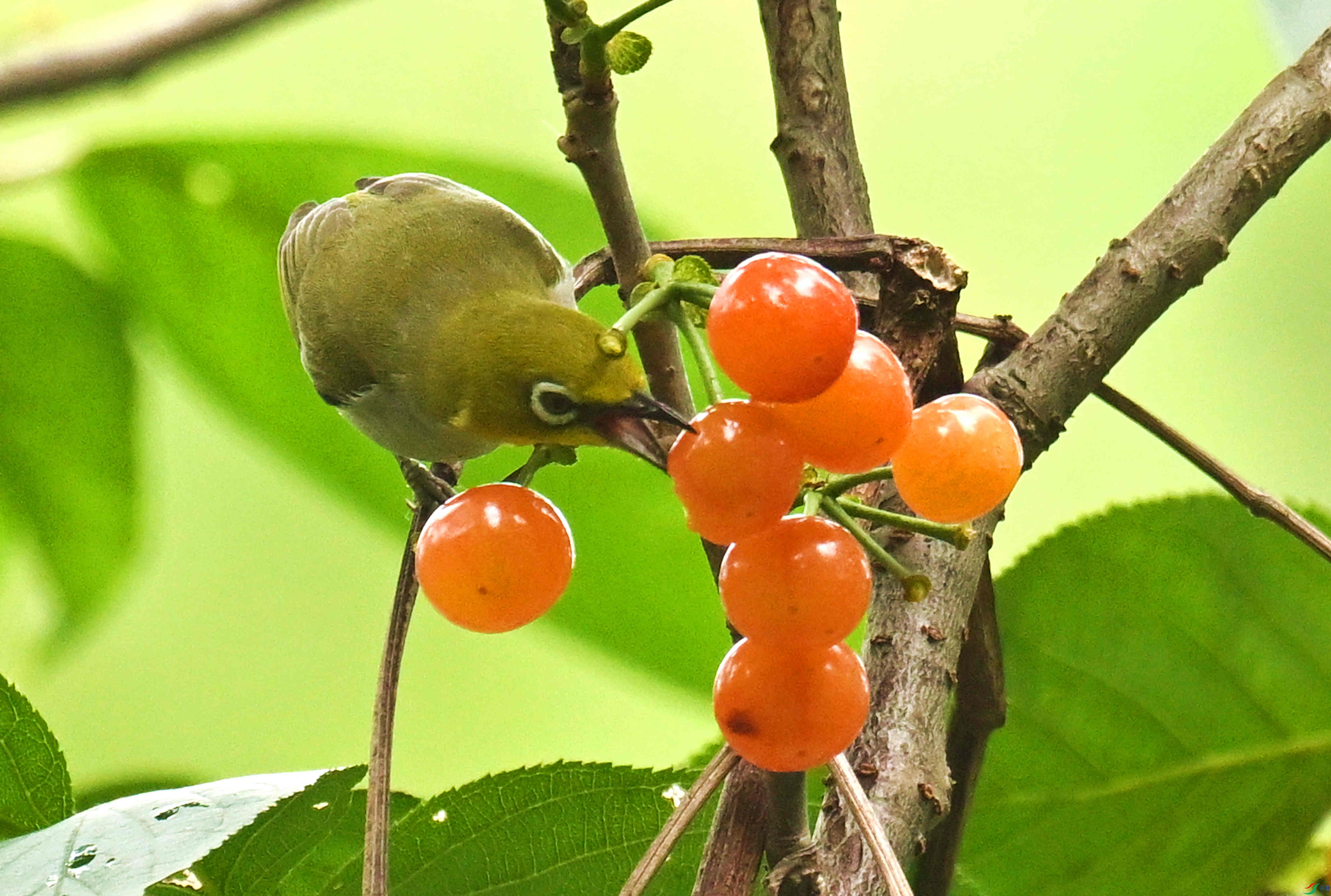 DSC_0234.JPG
