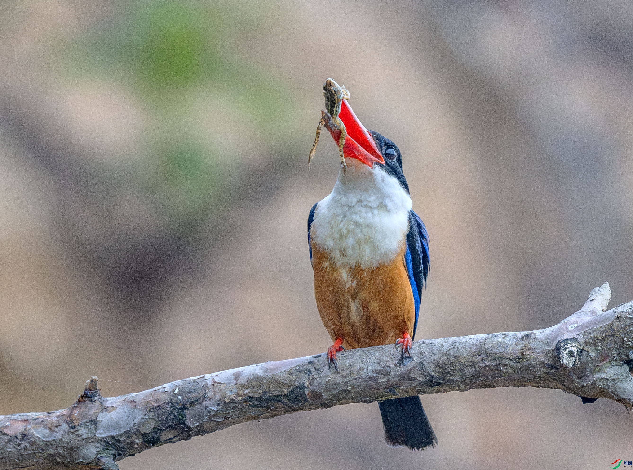 DSC_2931-����ǿ-NR ����.jpg