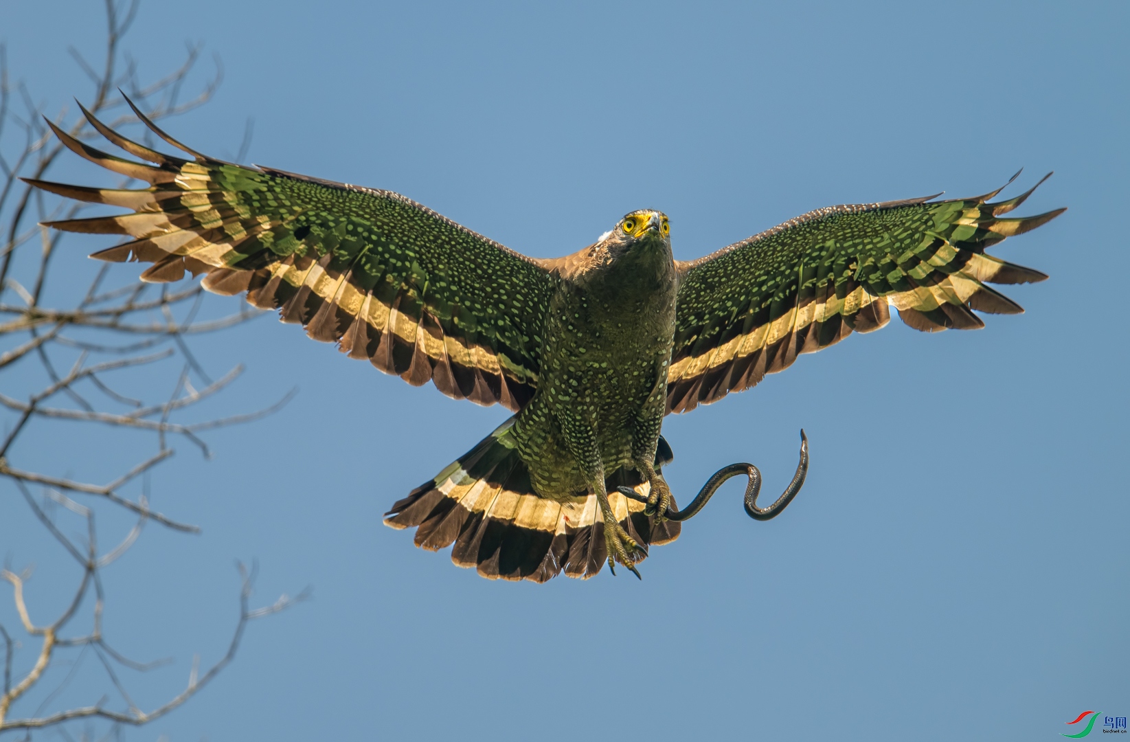 DSC_2446-DxO_DeepPRIME XD2s_XD-2.jpg