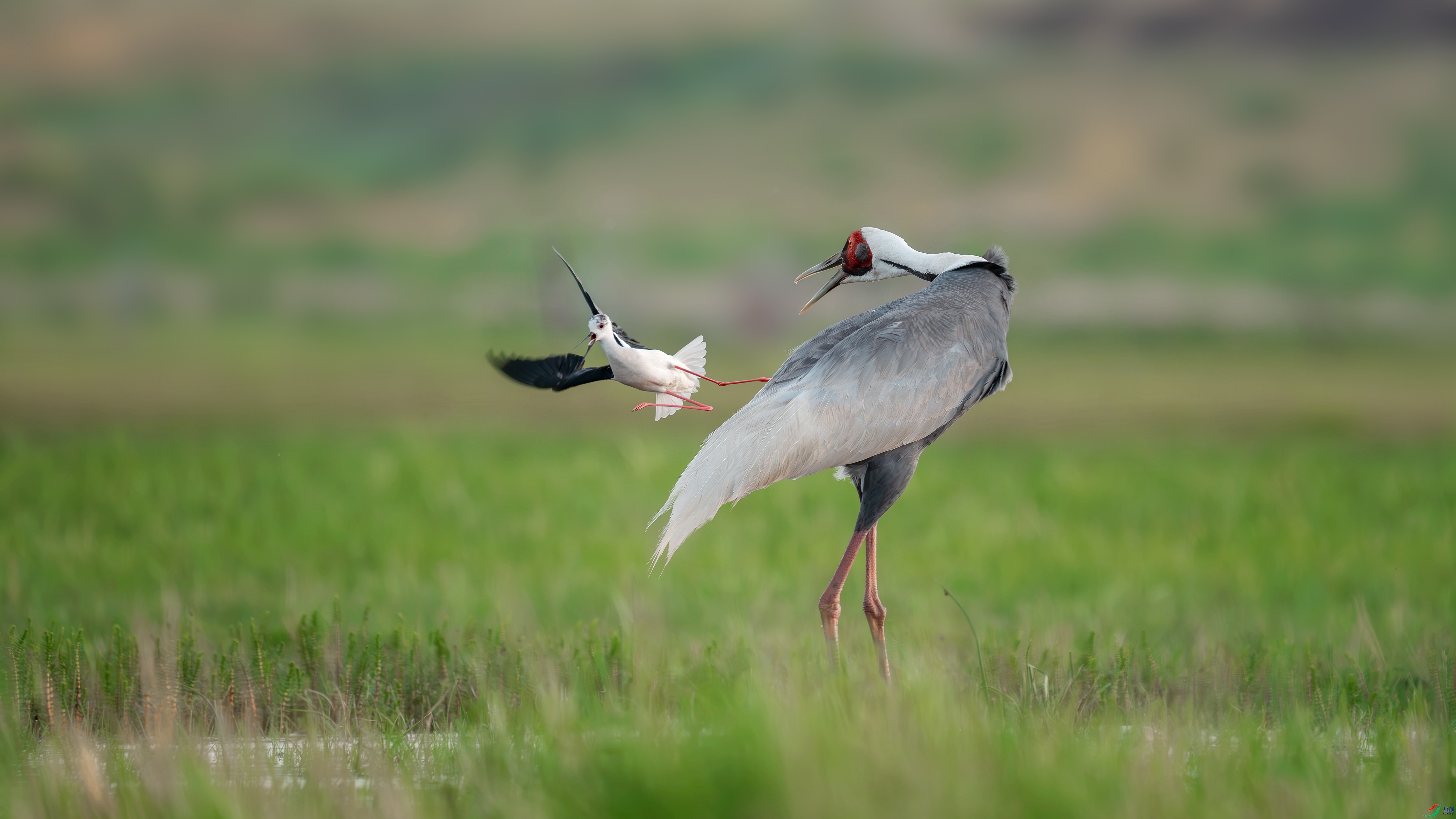 _DSC5227 ����.jpg