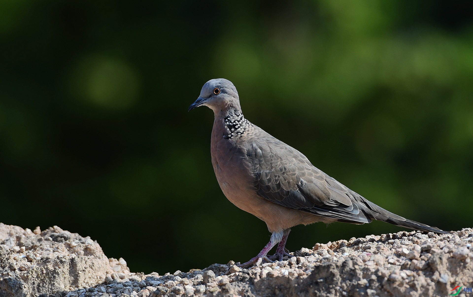 DSC_8514.jpg