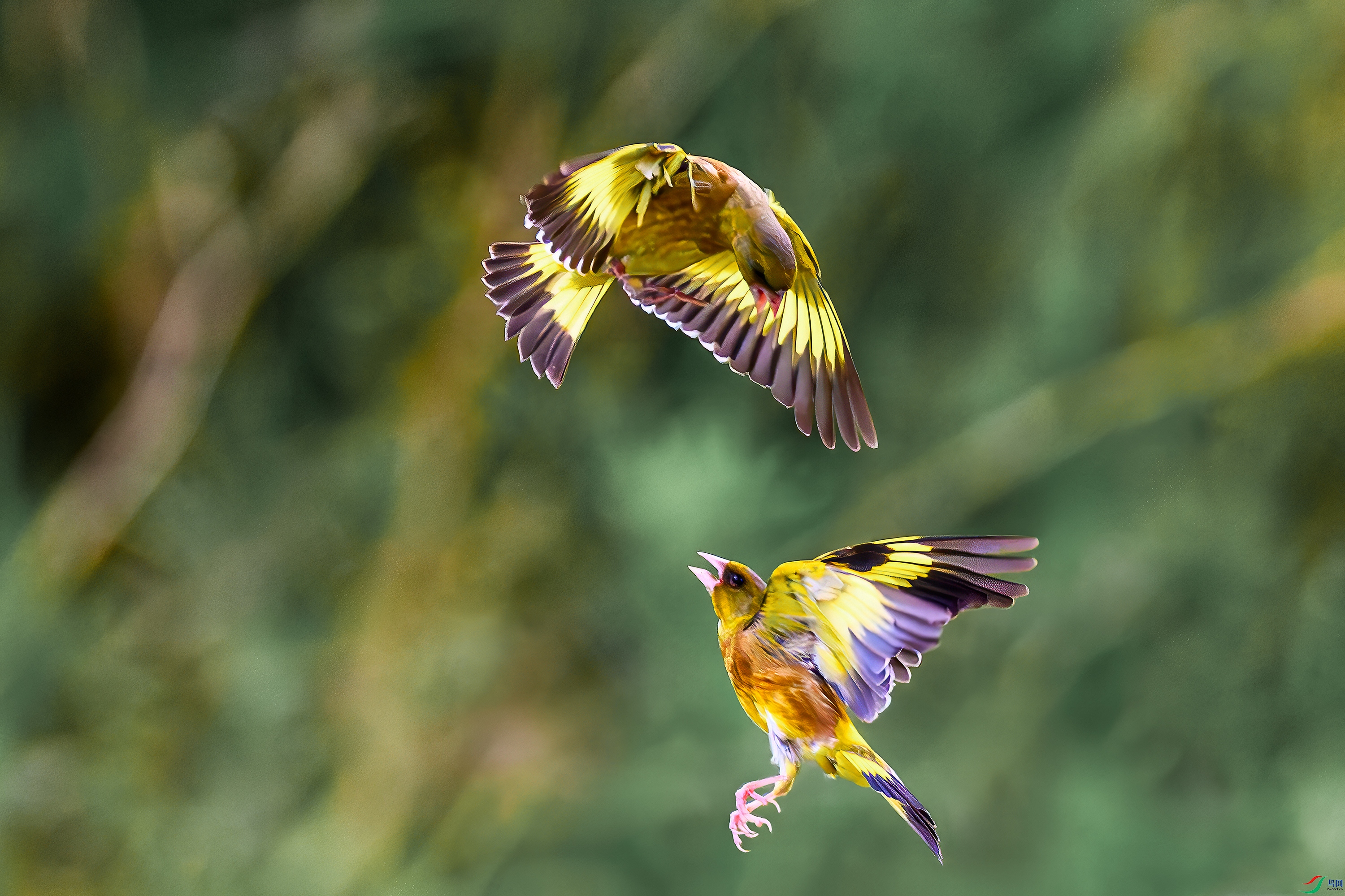 DSC_6638-AB.jpg
