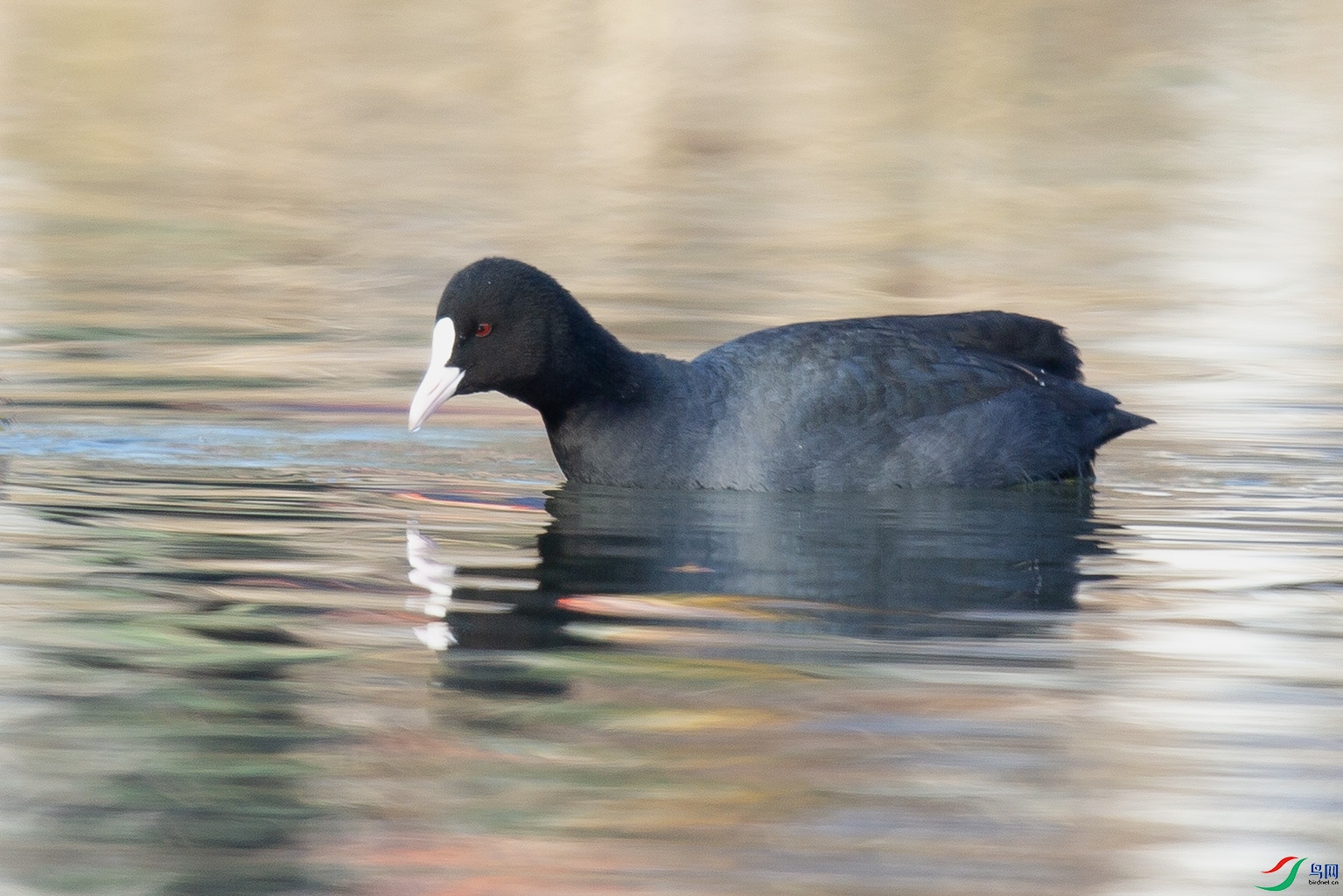 _MG_0202 ����.jpg