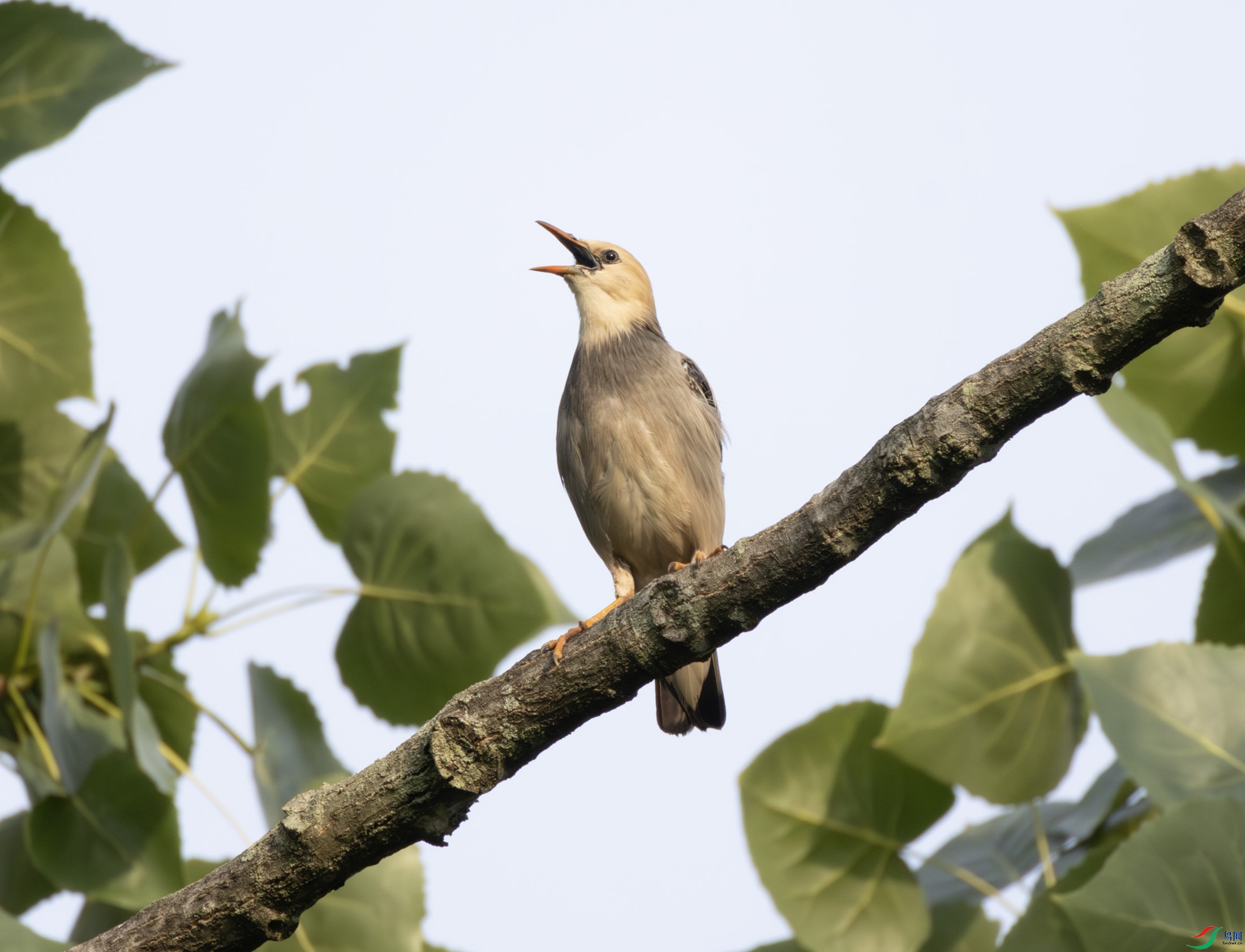 2I1A1603-����ǿ-NR ����.jpg