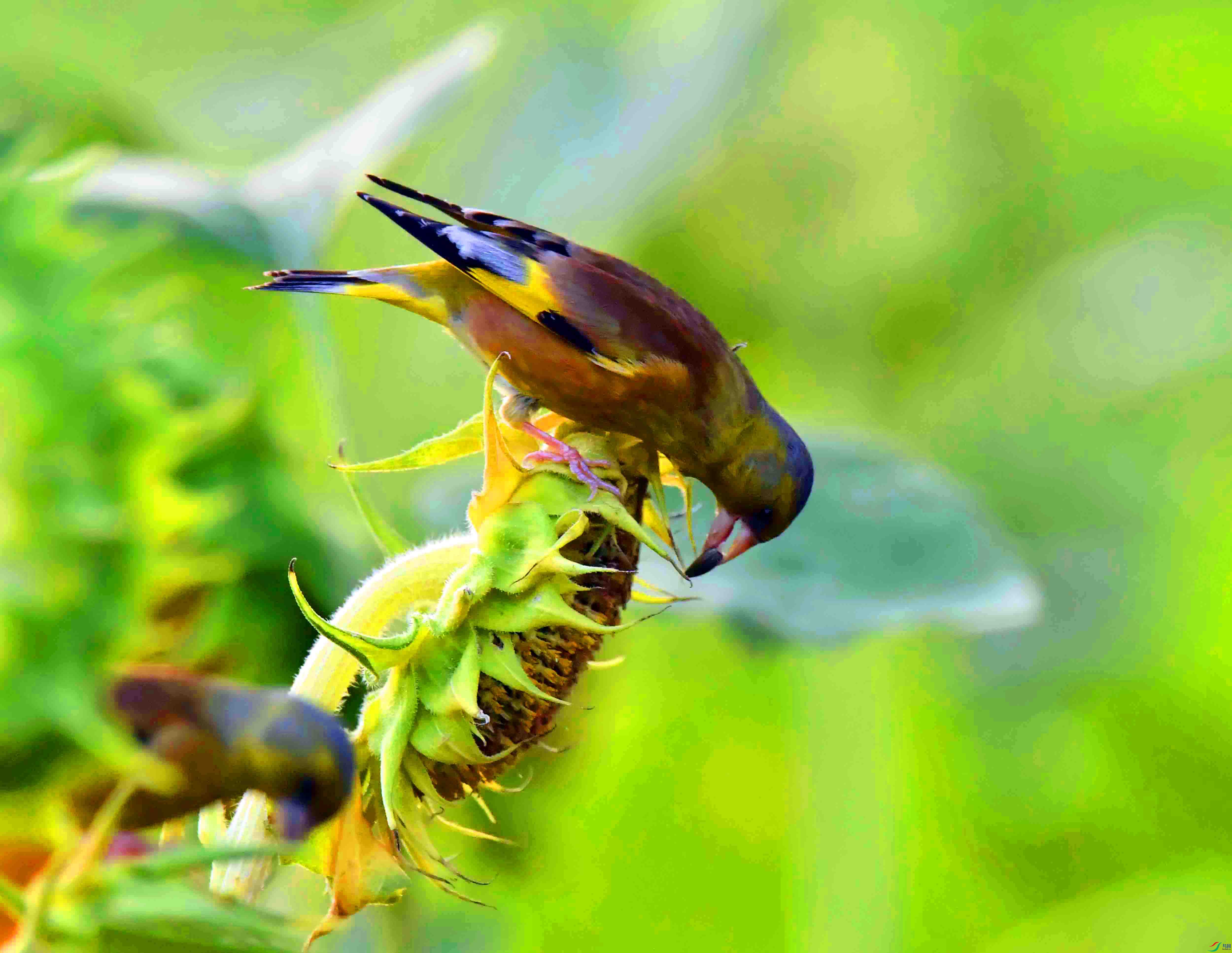 DSC_1388.JPG
