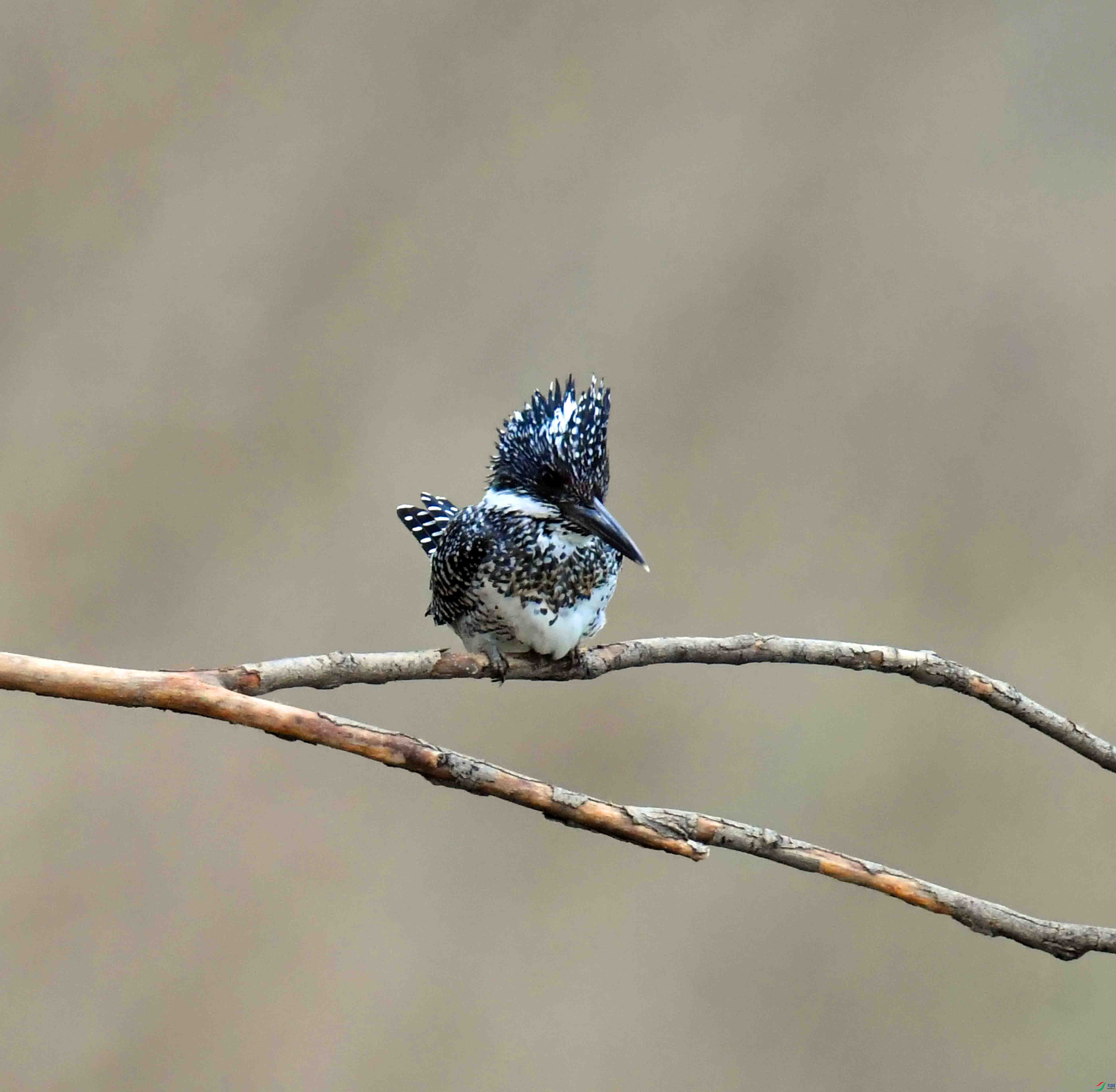 DSC_6867.JPG