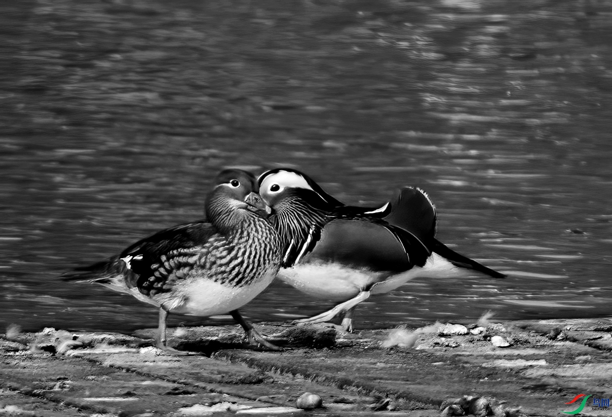 DSC_2466 ����_����.jpg