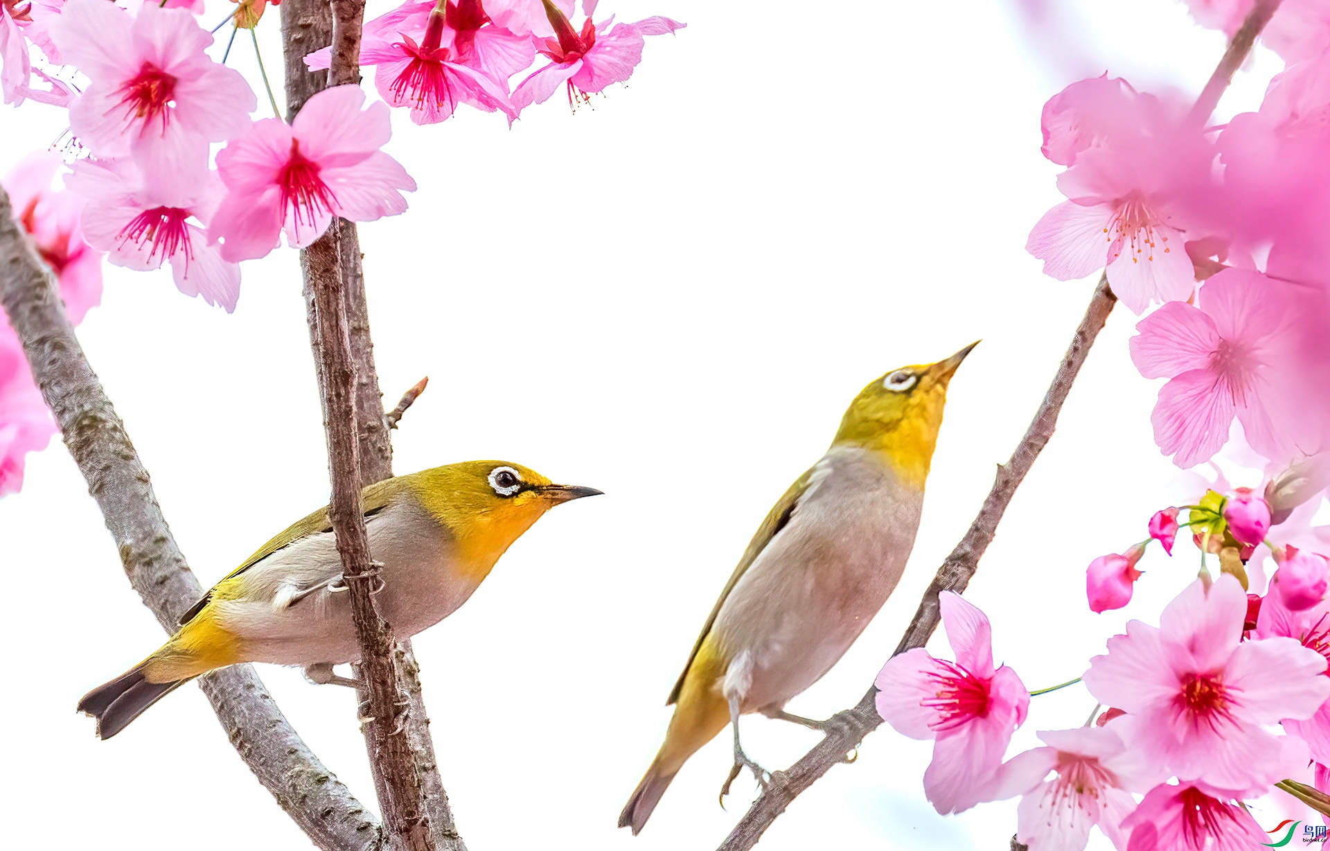 060A0907 ����-Sha----1 .jpg