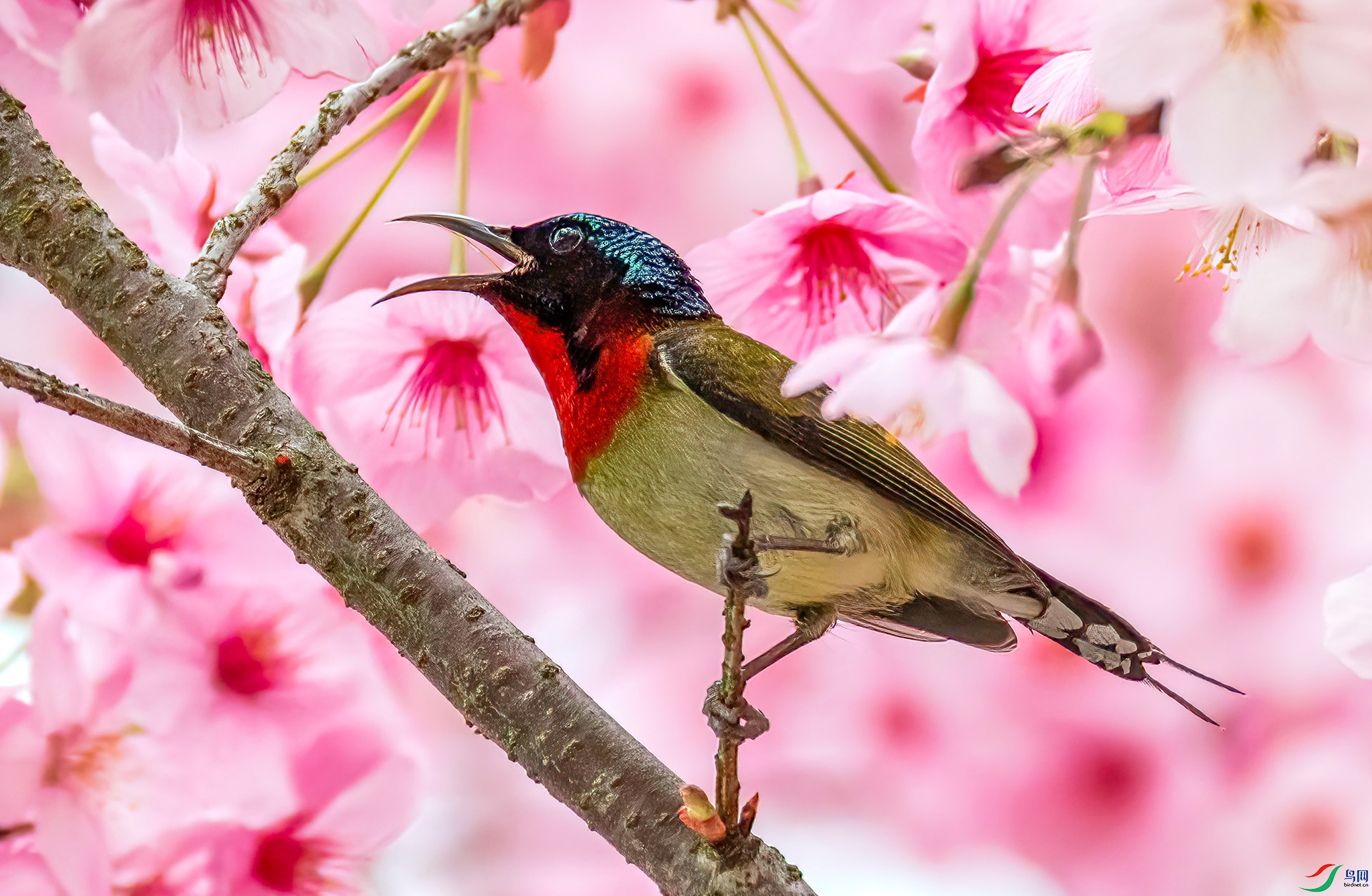 060A2190 ����-Sha---1 .jpg