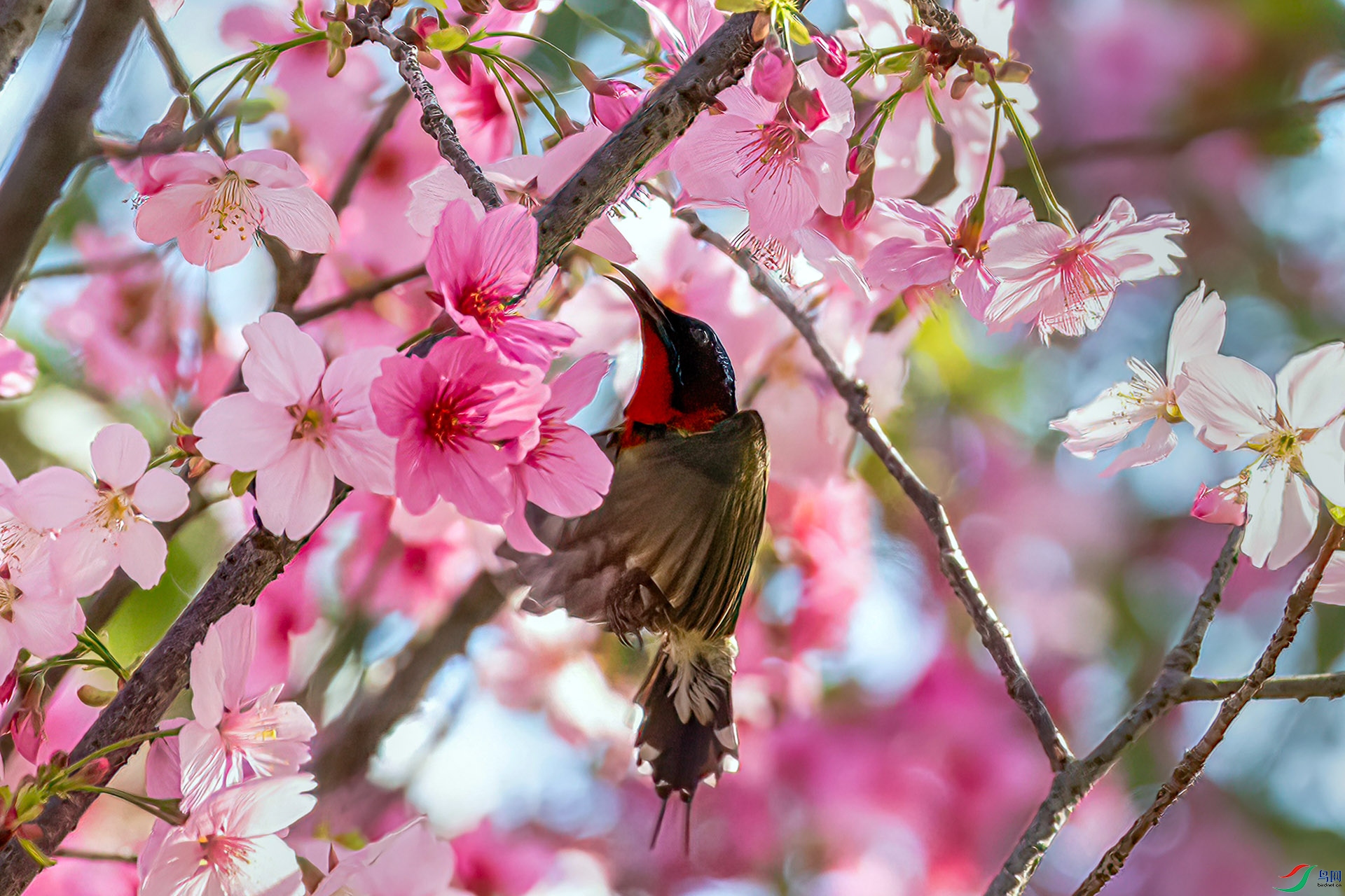 060A4939 ����-Sh---1 .jpg