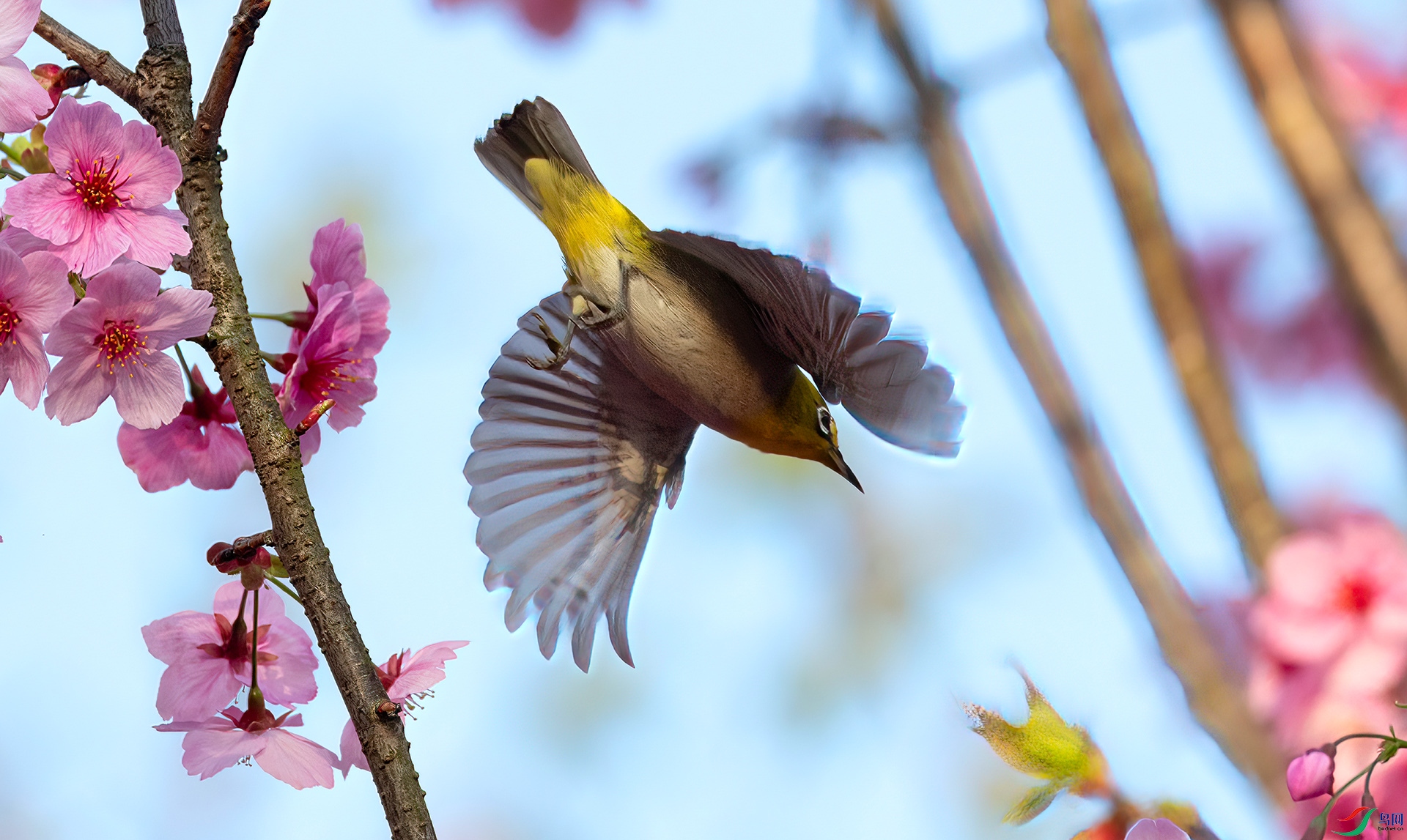 060A5978 ����-Sha--1 .jpg