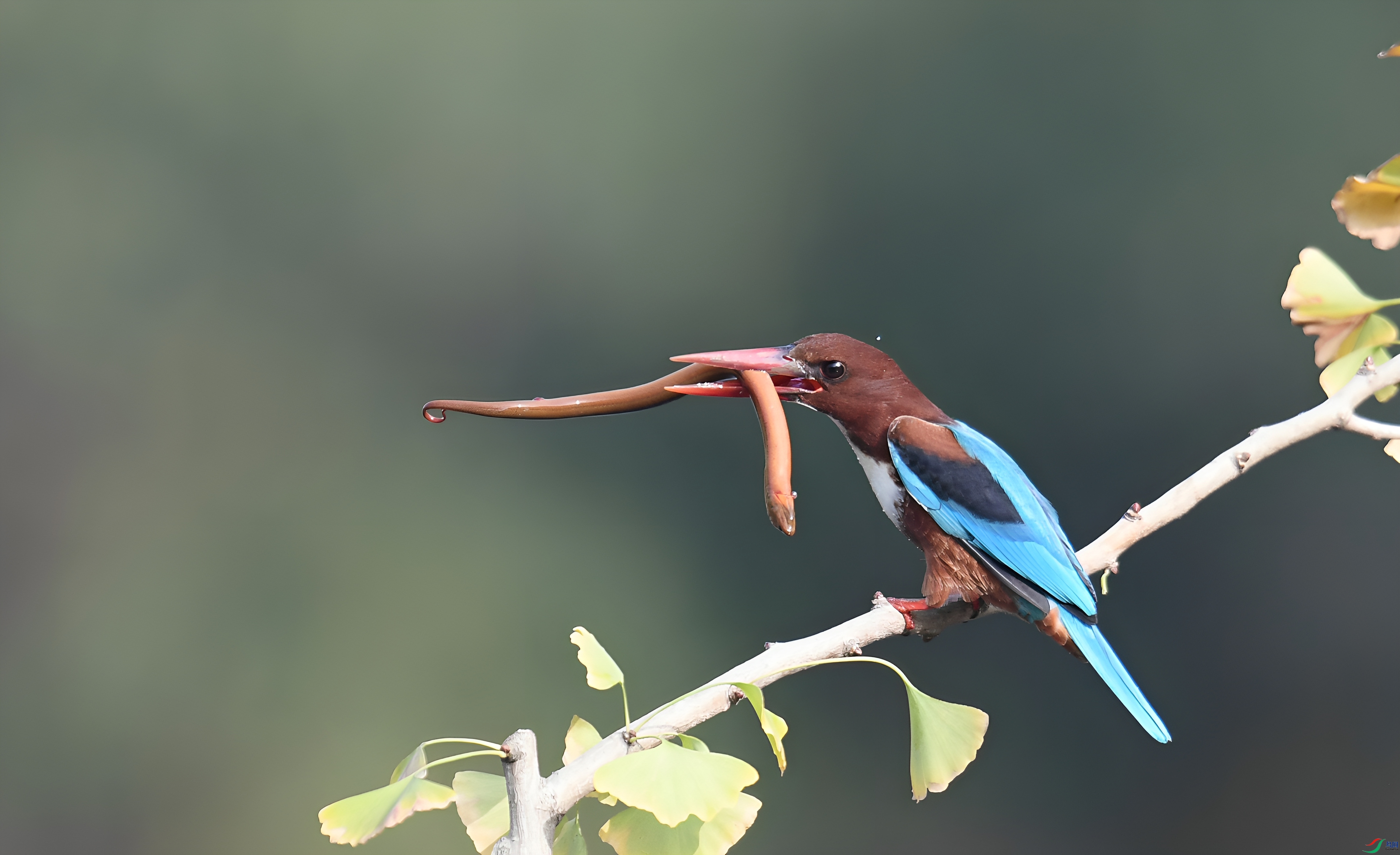 DSC_9537_����.jpg