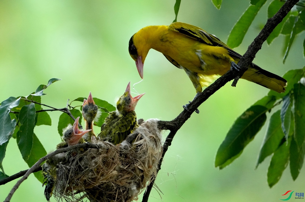 �ϲ��˵���Ե