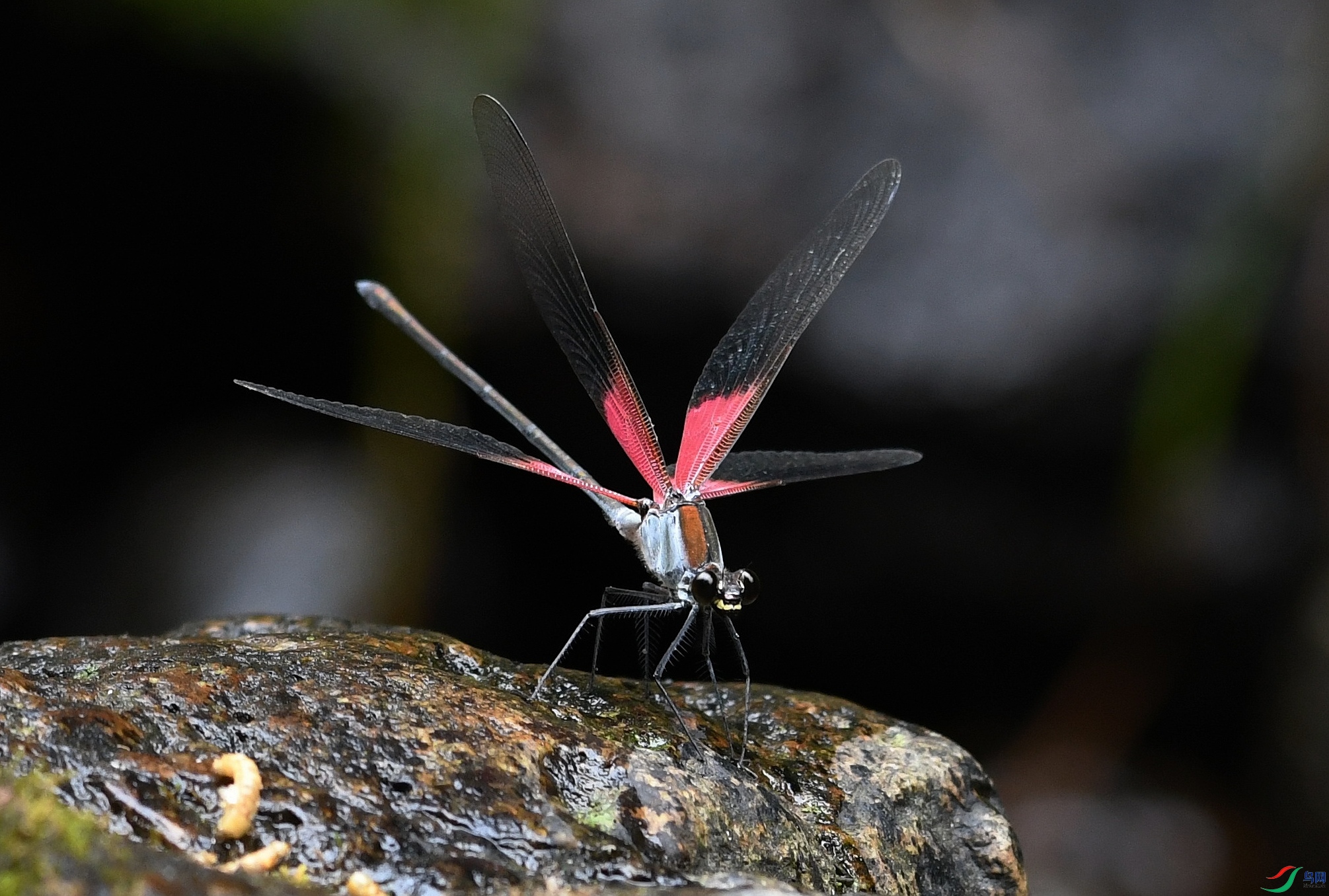 DSC_9053.jpg