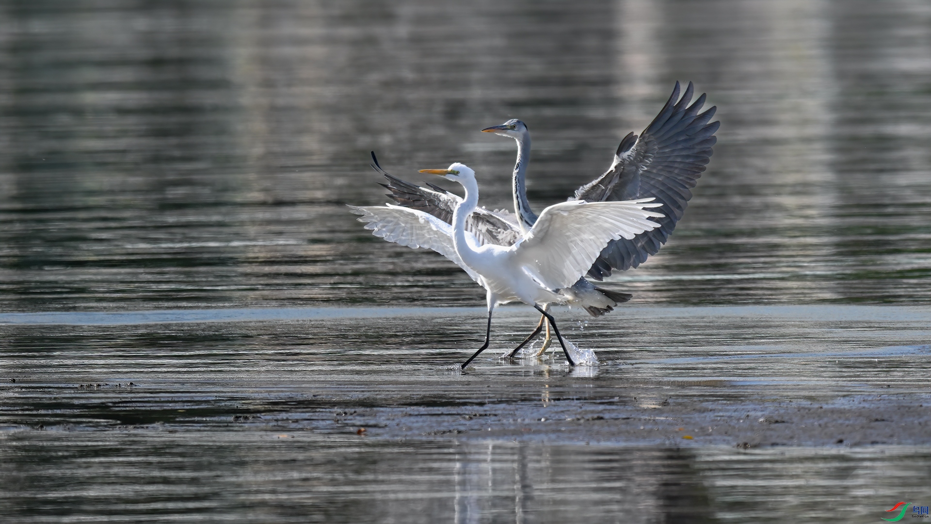 DSC_4249sen2025-1-22-5-�༭ - ����.jpg