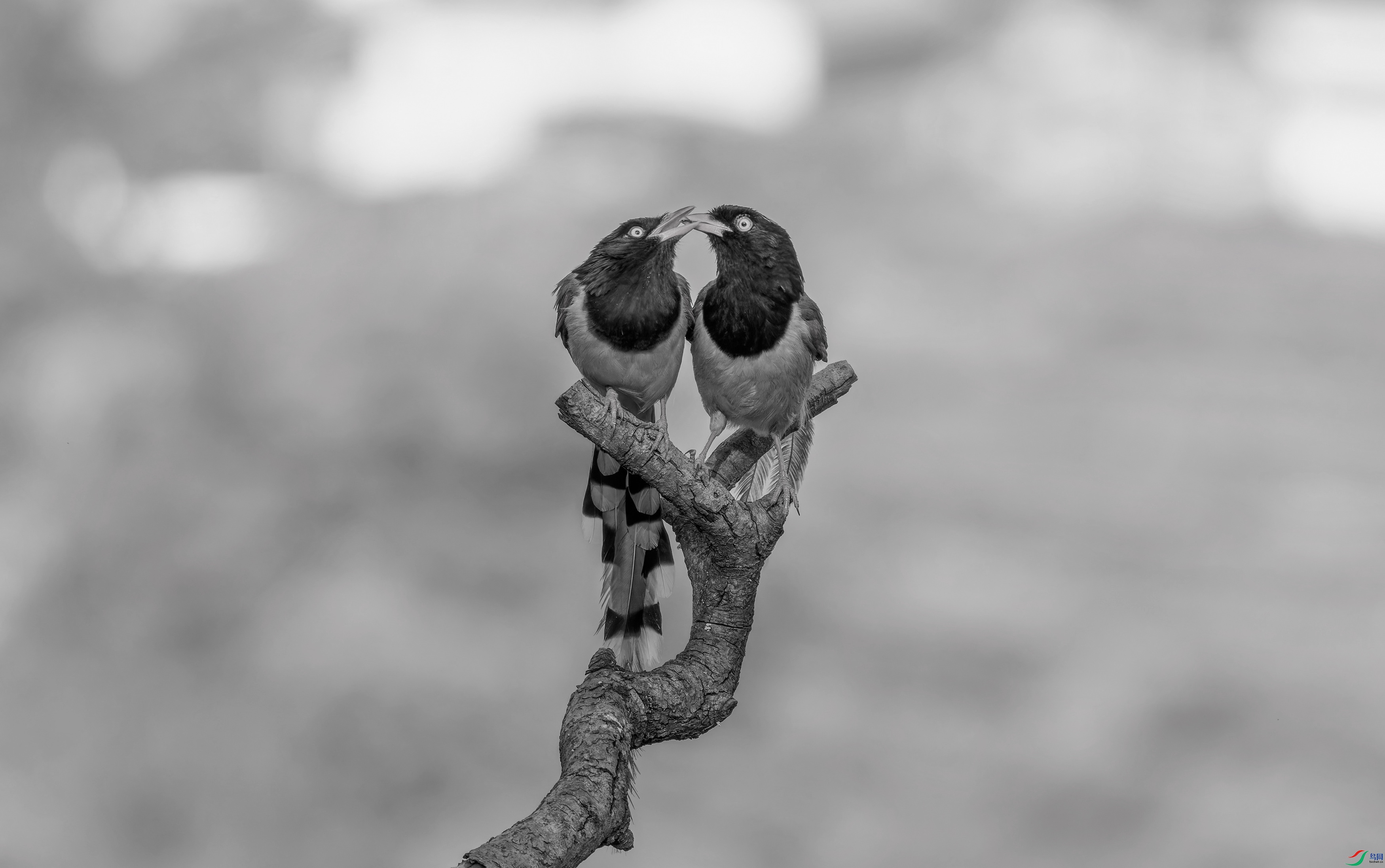 ������ȸ (1921)-01.jpg