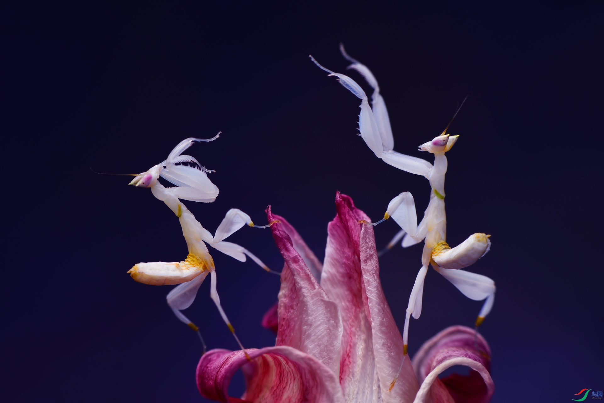 DSC_2212 ����.jpg