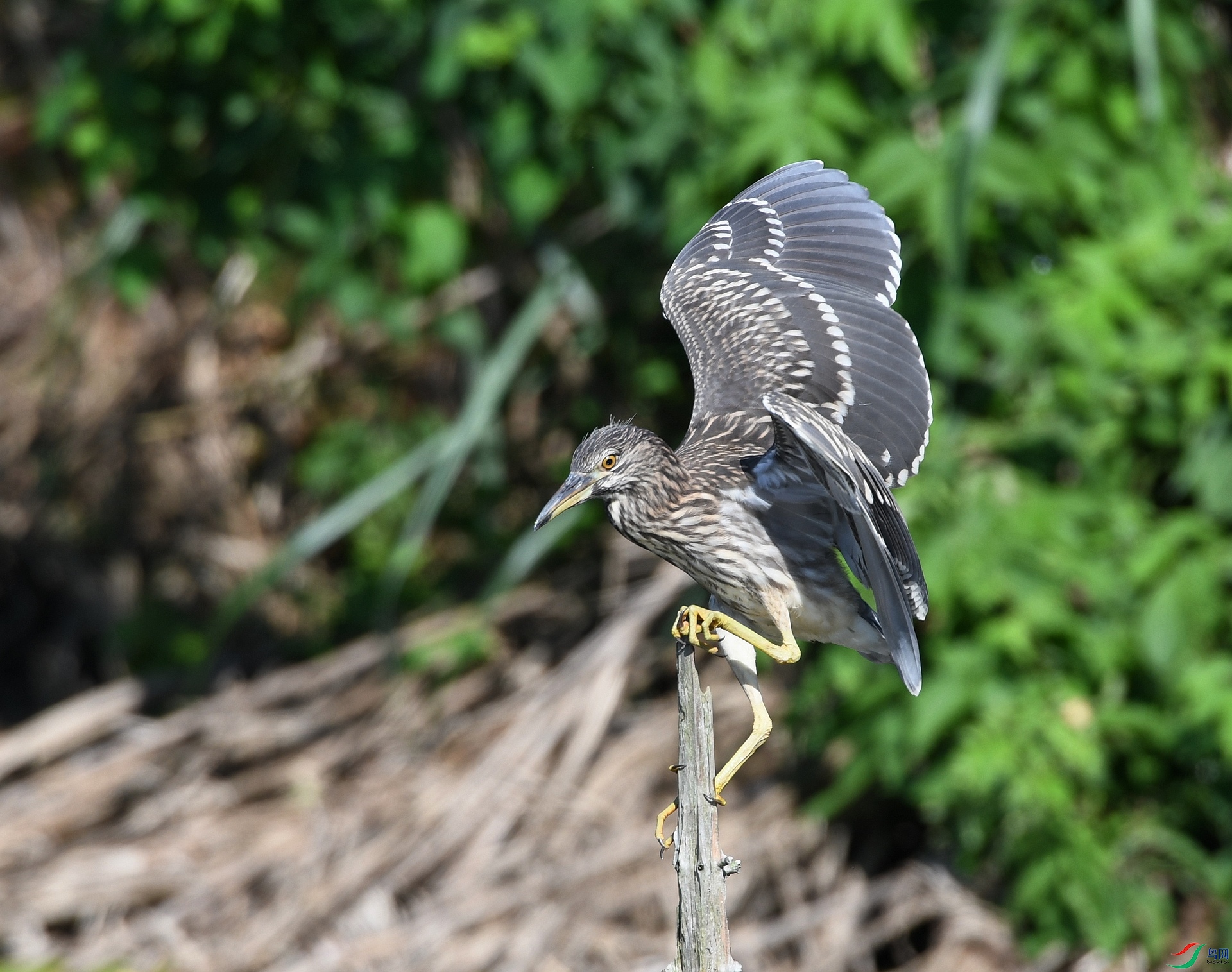 DSC_9204.jpg