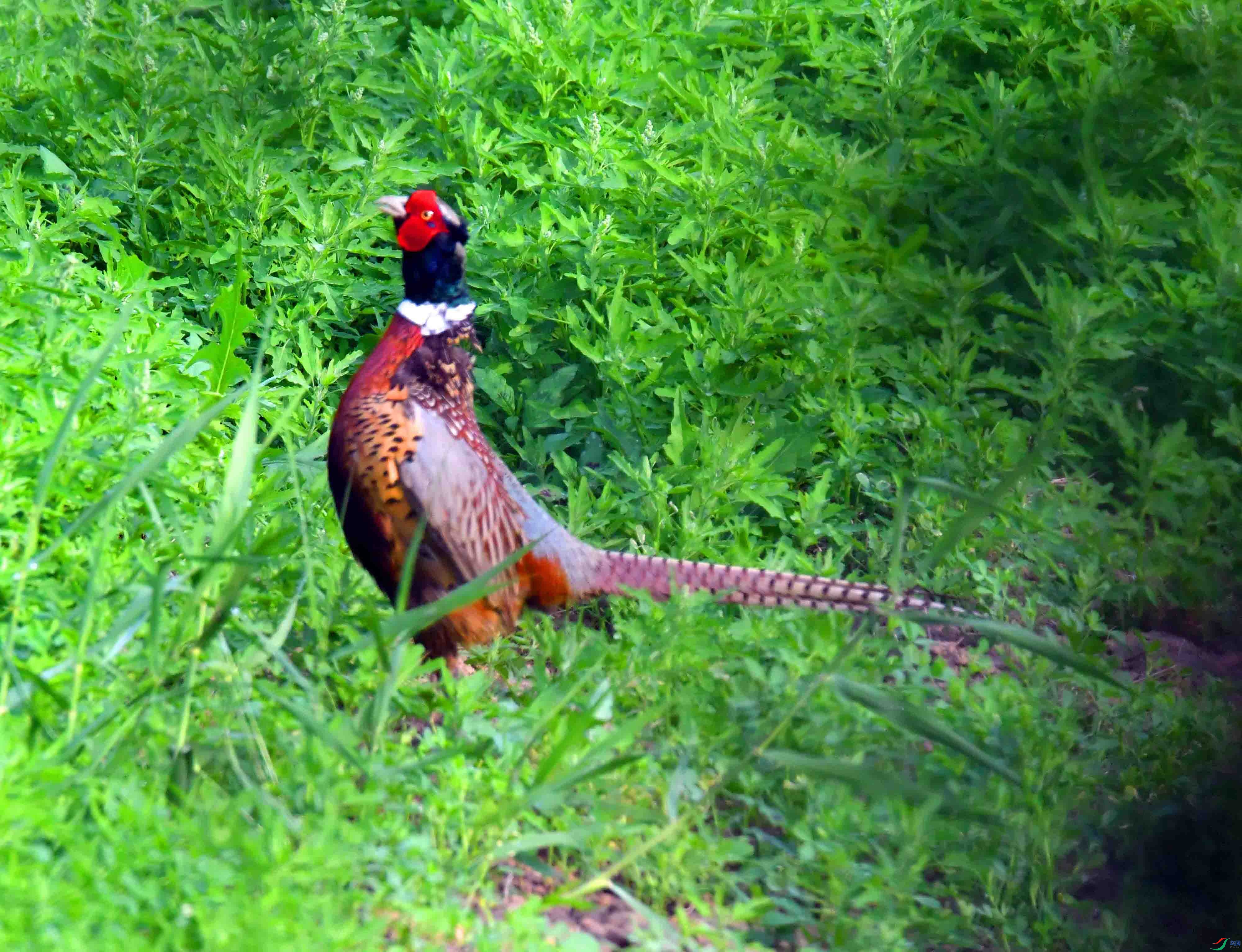 DSC_4054.JPG