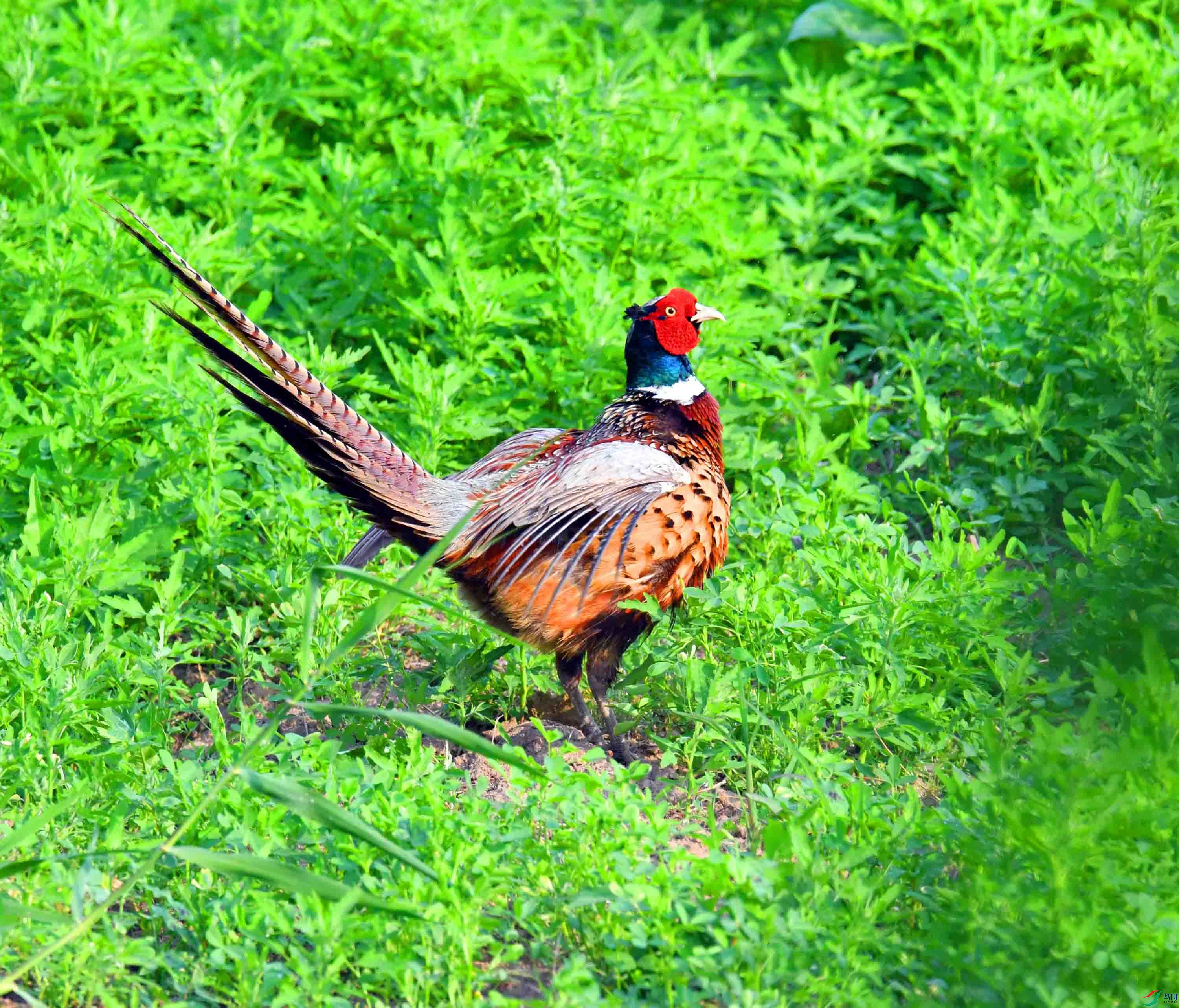 DSC_4090.JPG