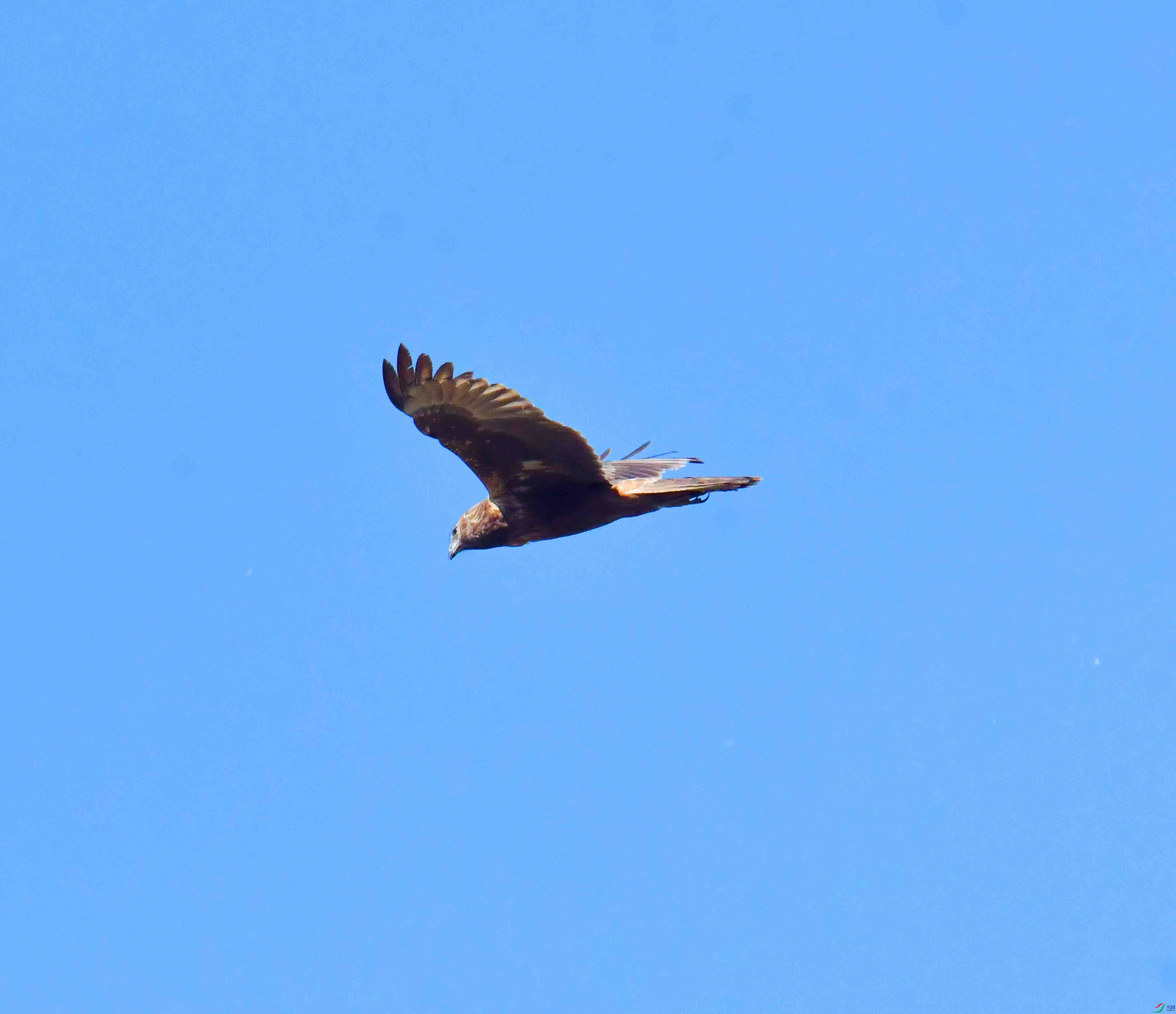DSC_8232.JPG