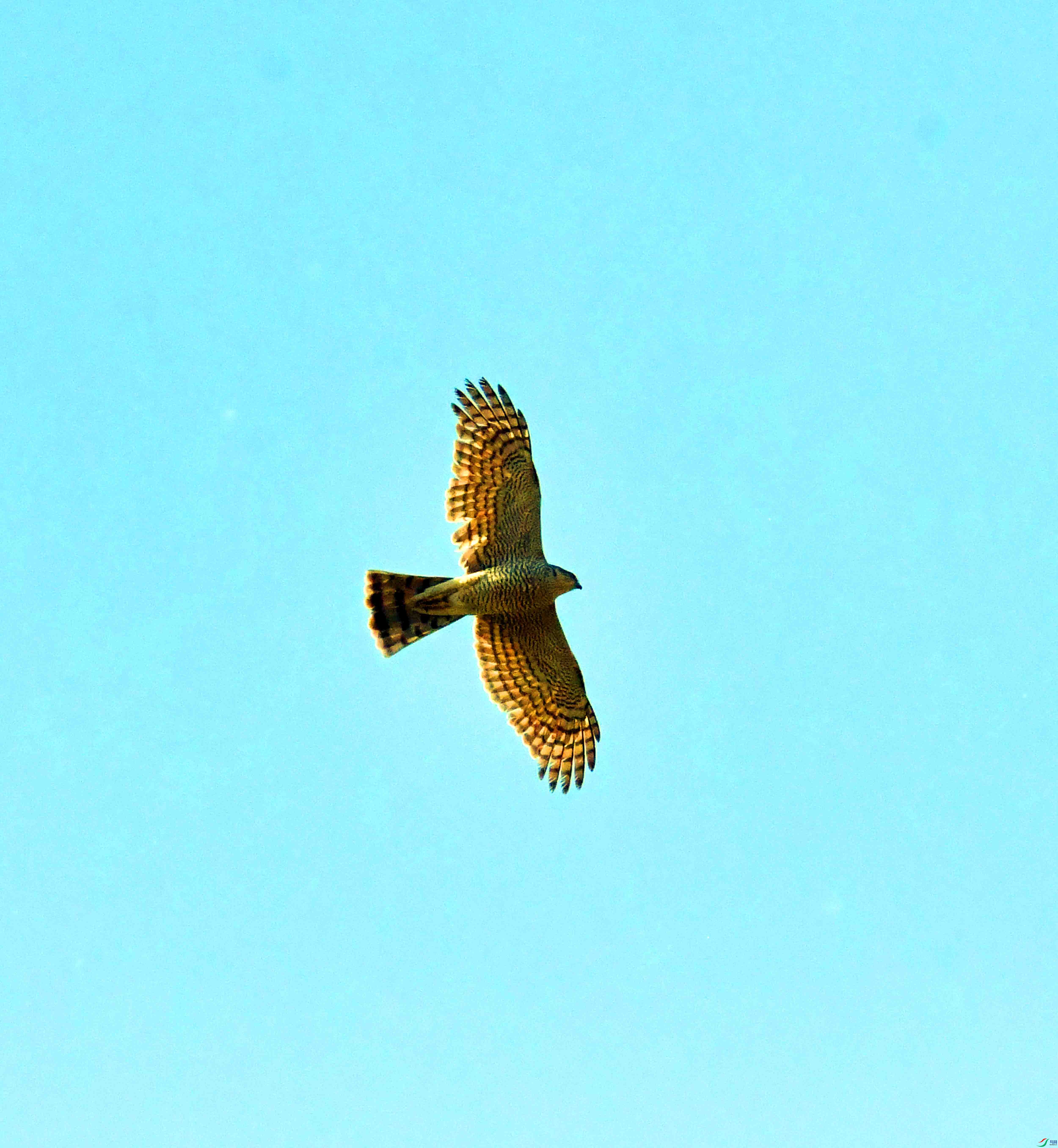 DSC_8264.JPG